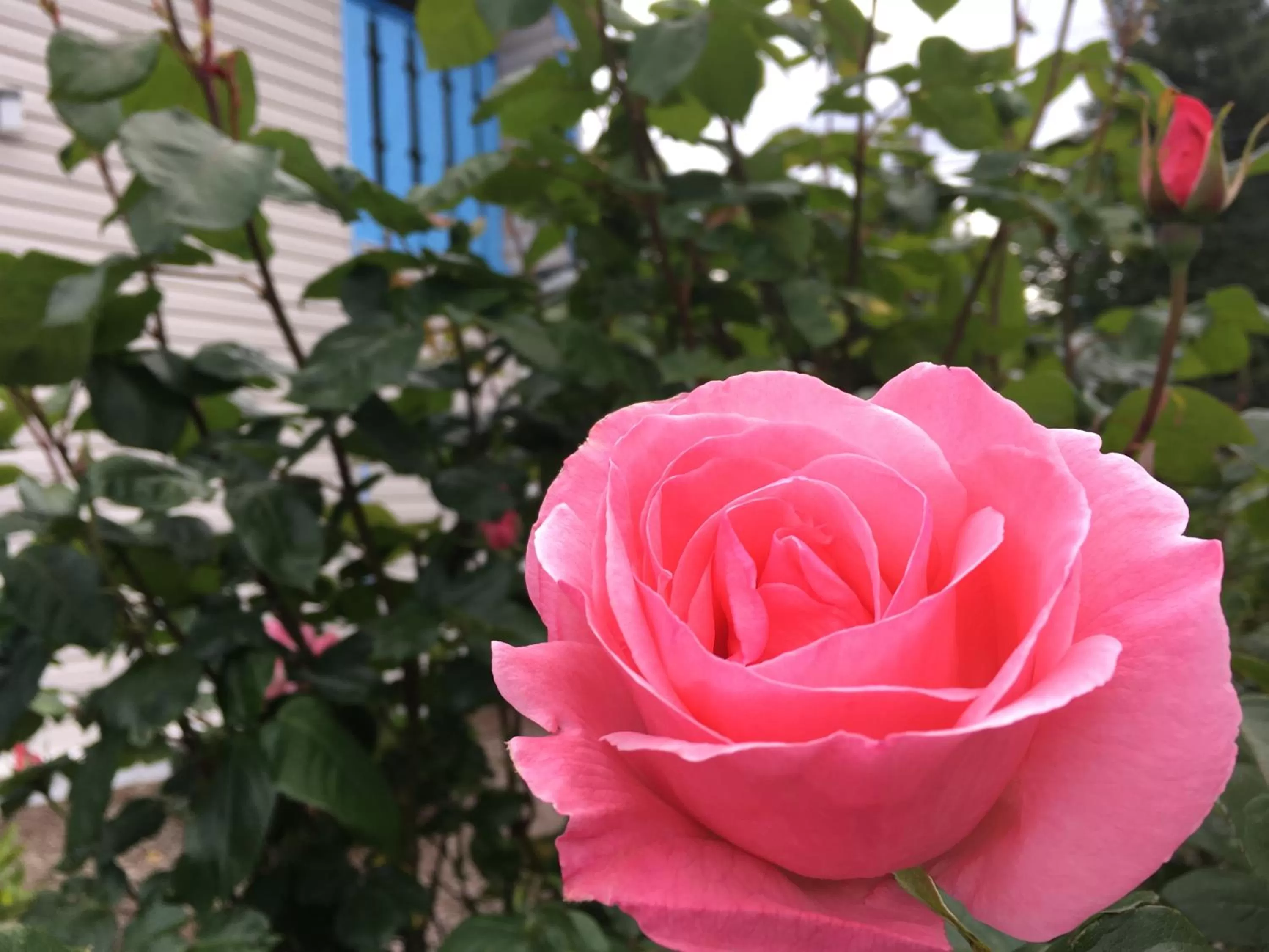 Garden in Fuller Lake Chemainus Motel