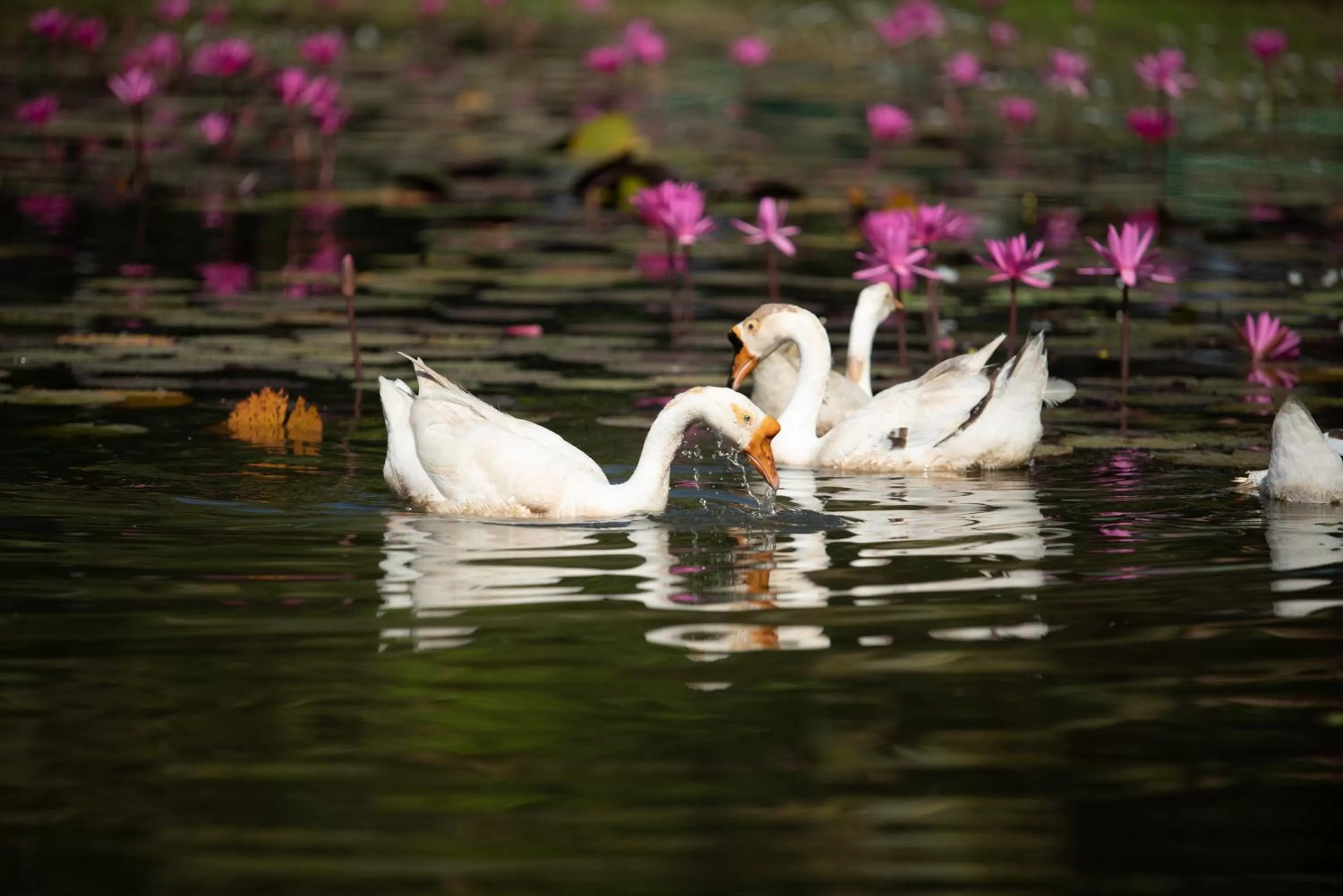 Lake view in Mane Family Vacation