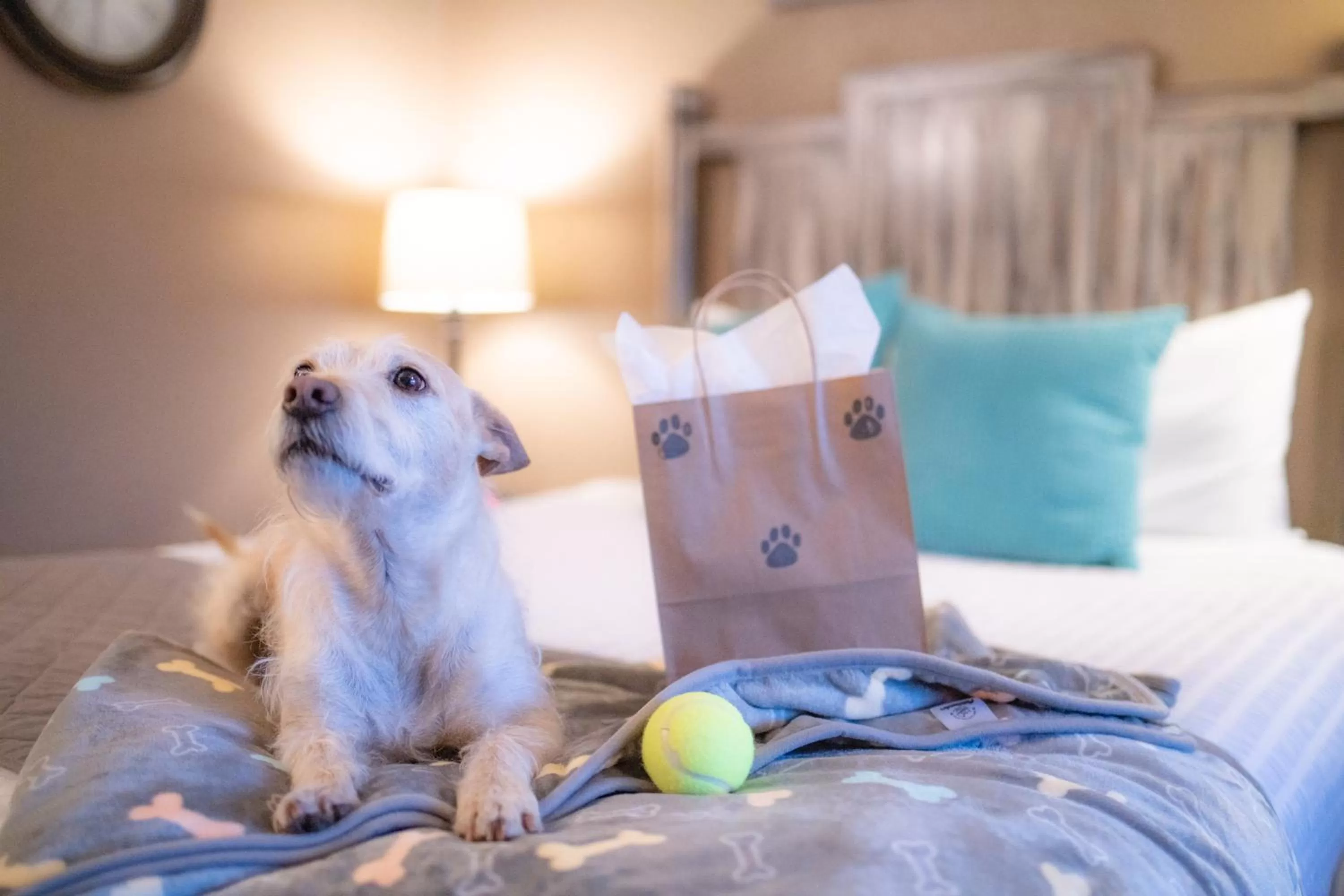 Pets in Mountain View Lodge