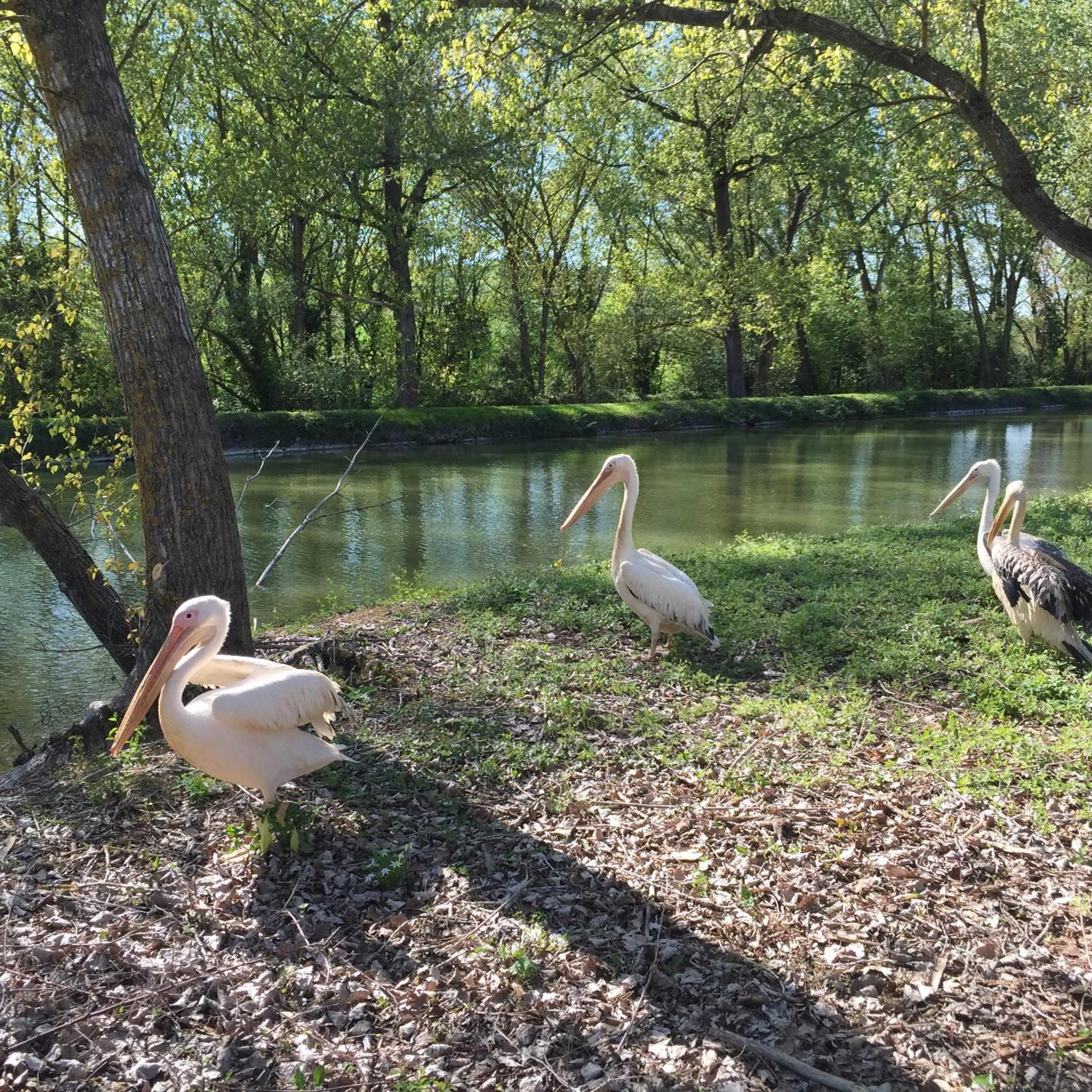 Animals in Relais Todini - Residenza d'epoca - Luxury Historic house