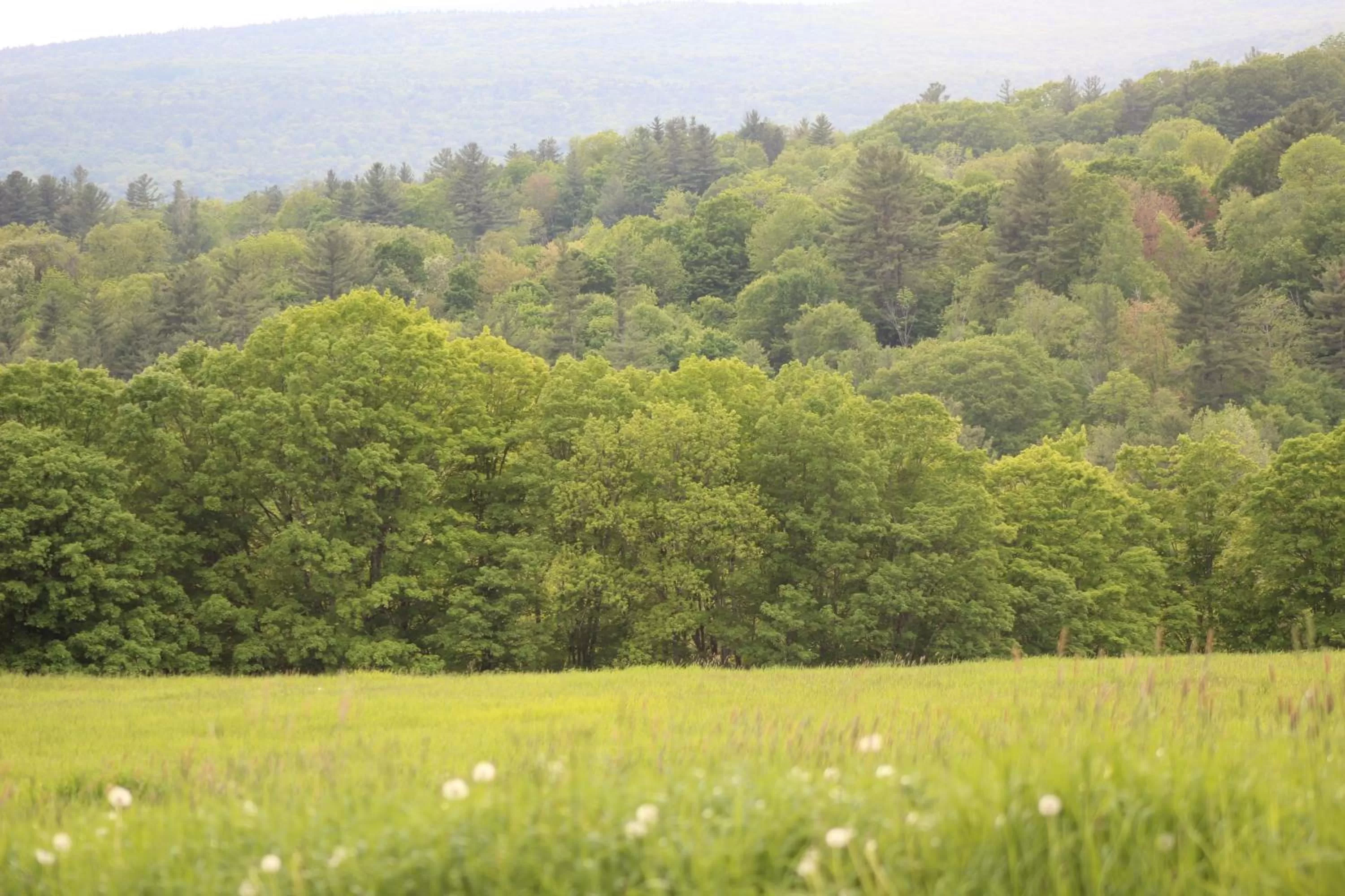 View (from property/room) in Four Columns Inn