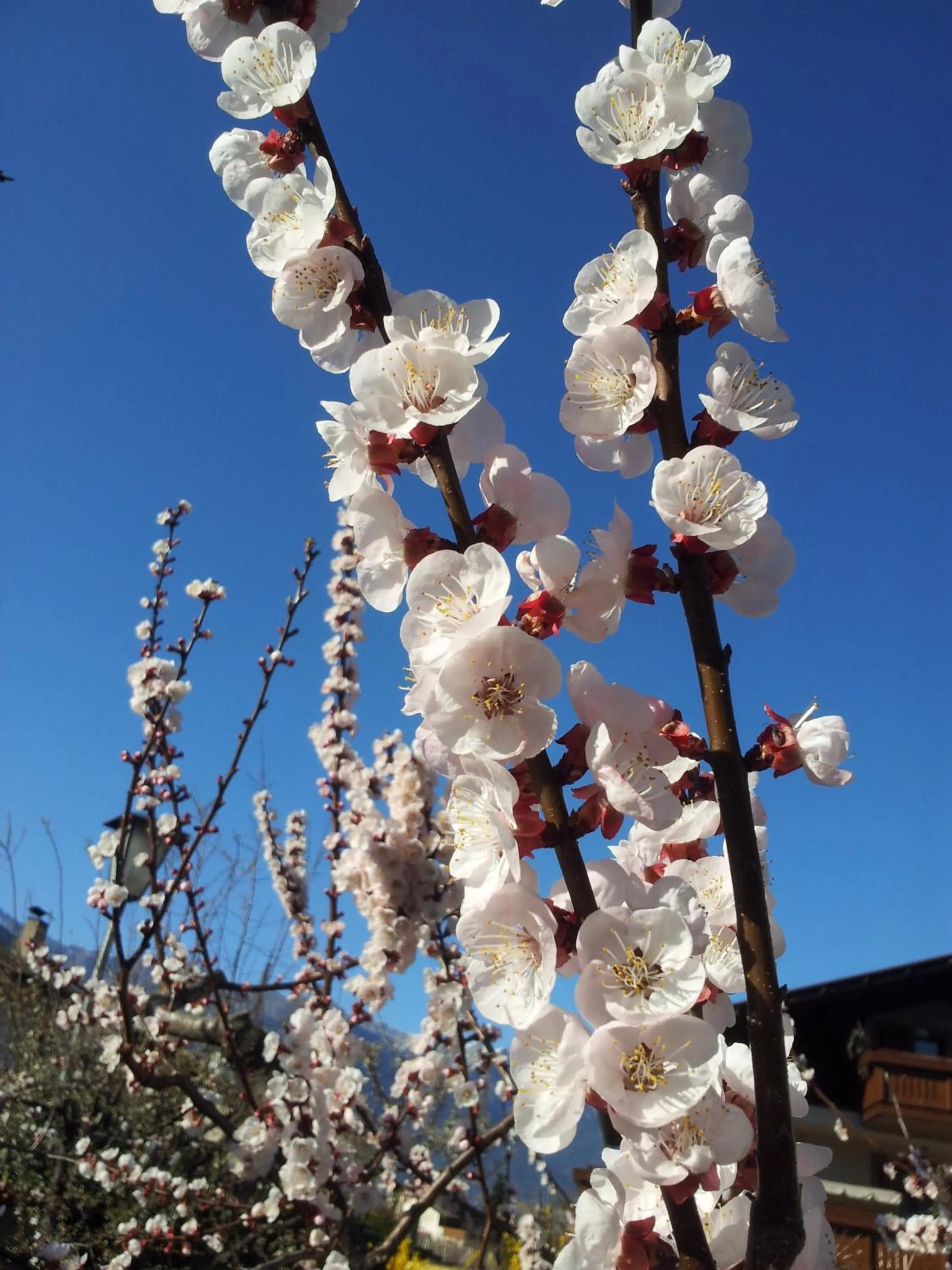 Other in Bed&Breakfast Pension Hilpold