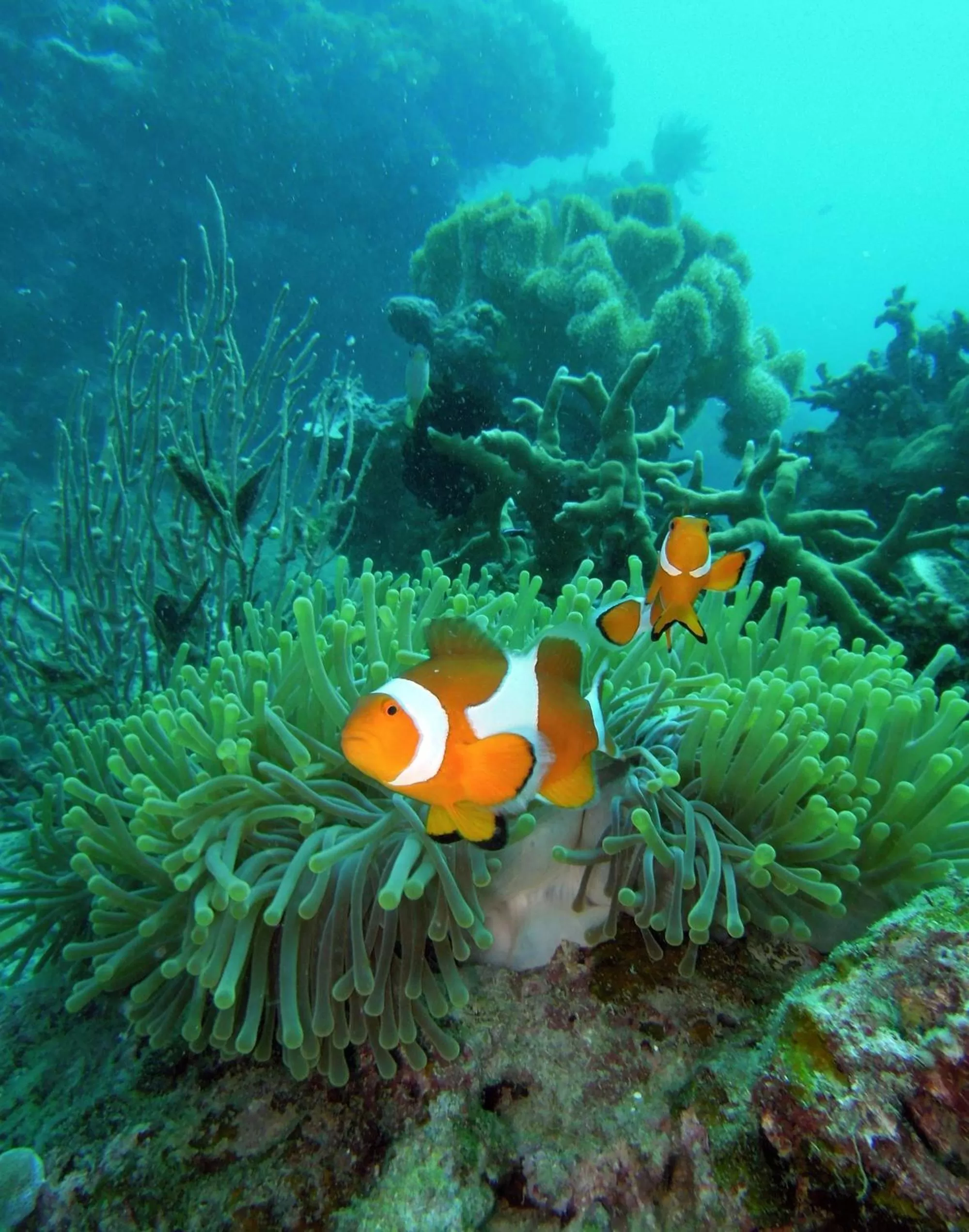 Snorkeling in Paseo Del Mar Seaside Inn