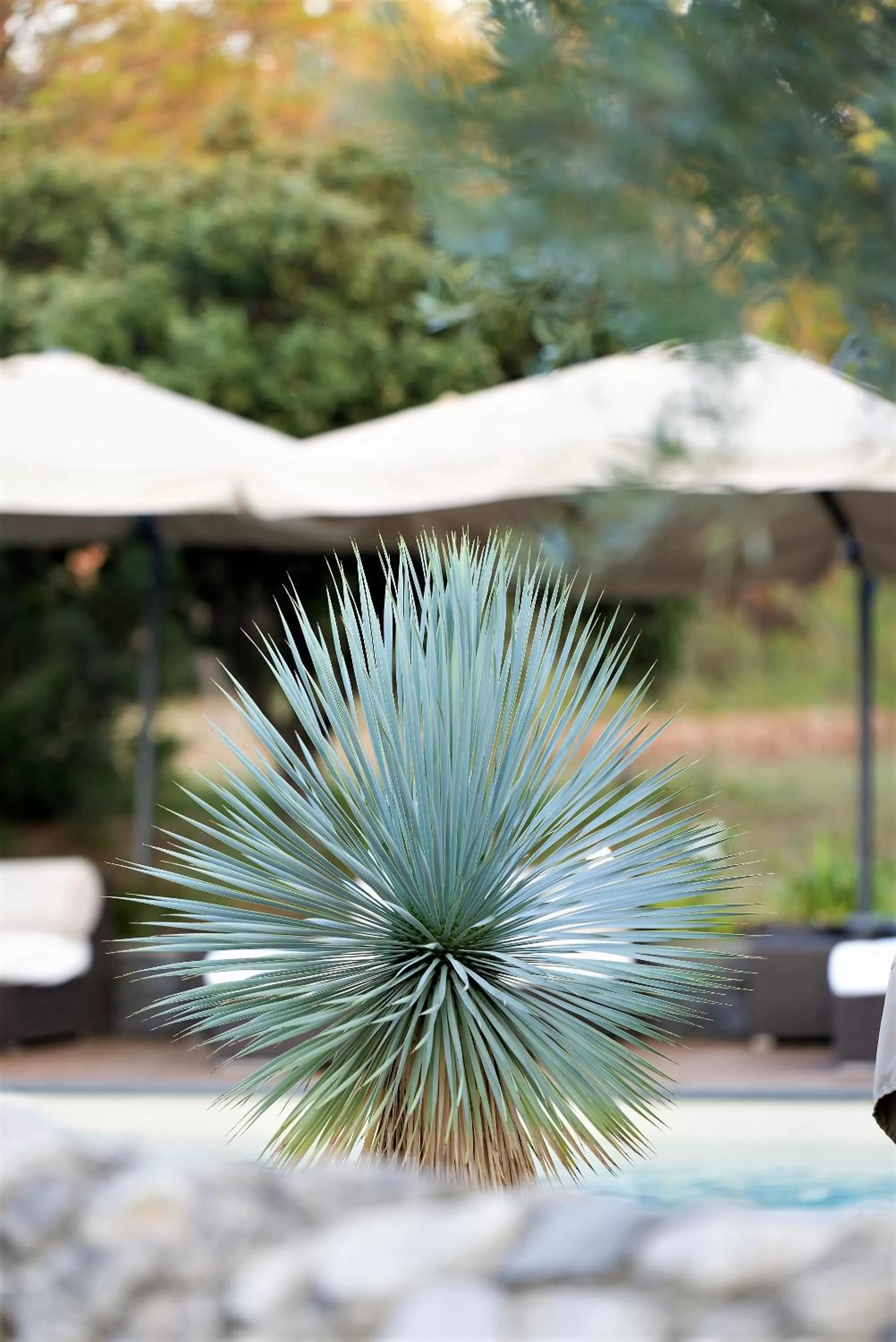 Garden in Domaine la Pierre Blanche