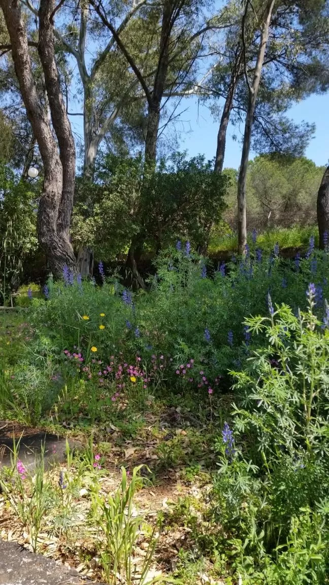 Garden in Villa Morgante B&B