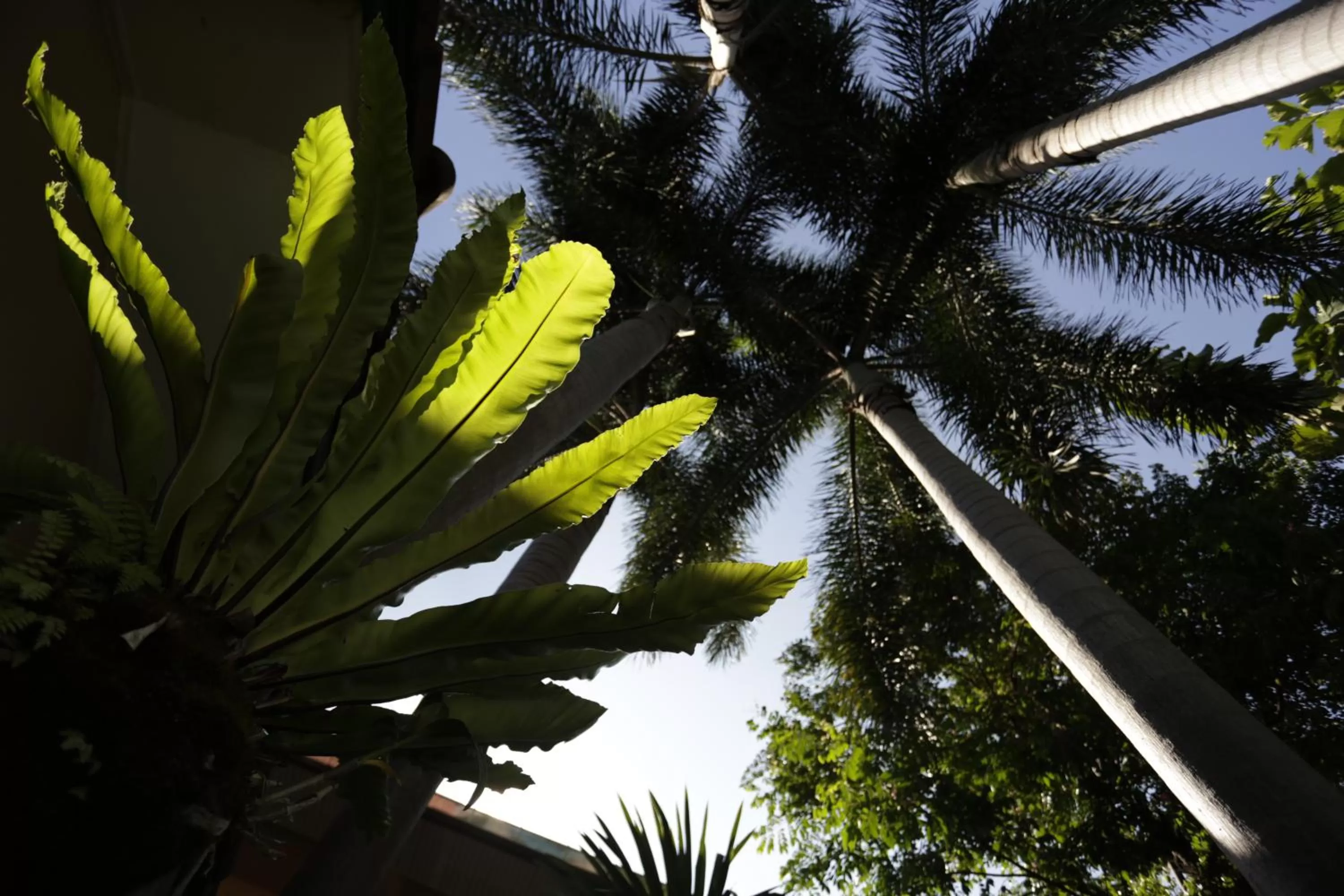 Garden in Liam's Guesthouse Adults Only