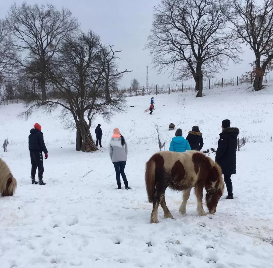 Day, Winter in Pensiunea SilvAnka