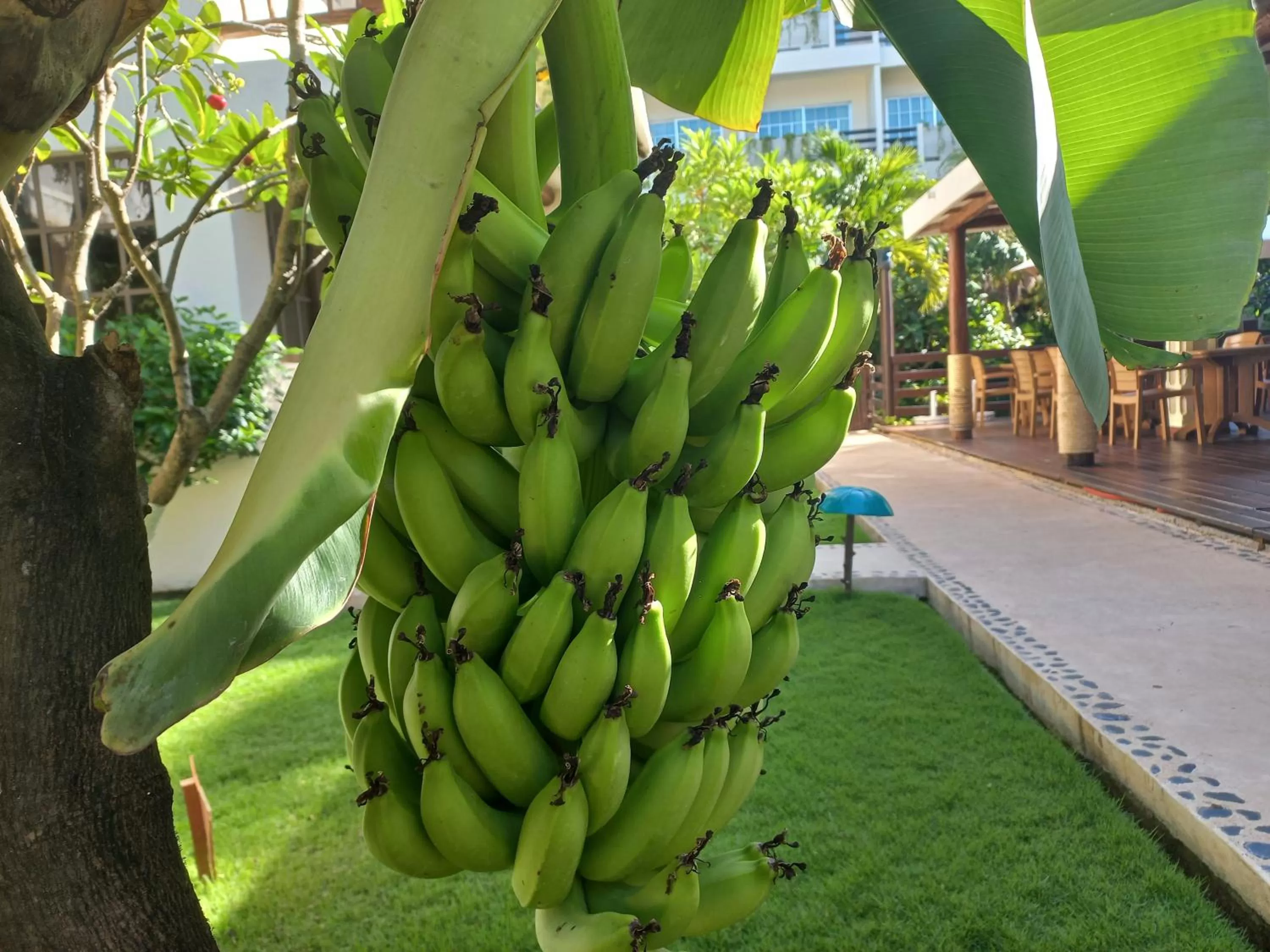 Garden in Posada Sian Kaan Playa del Carmen - Wellness Oriented Hotel