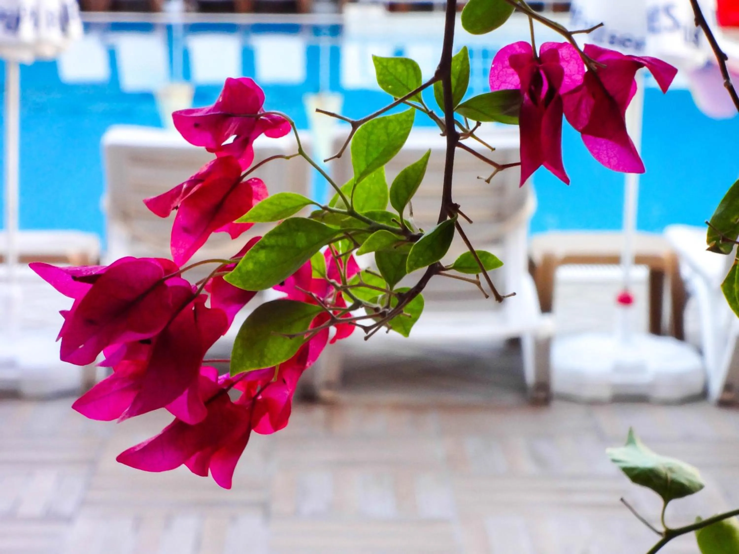 Garden in Grand Viking Hotel