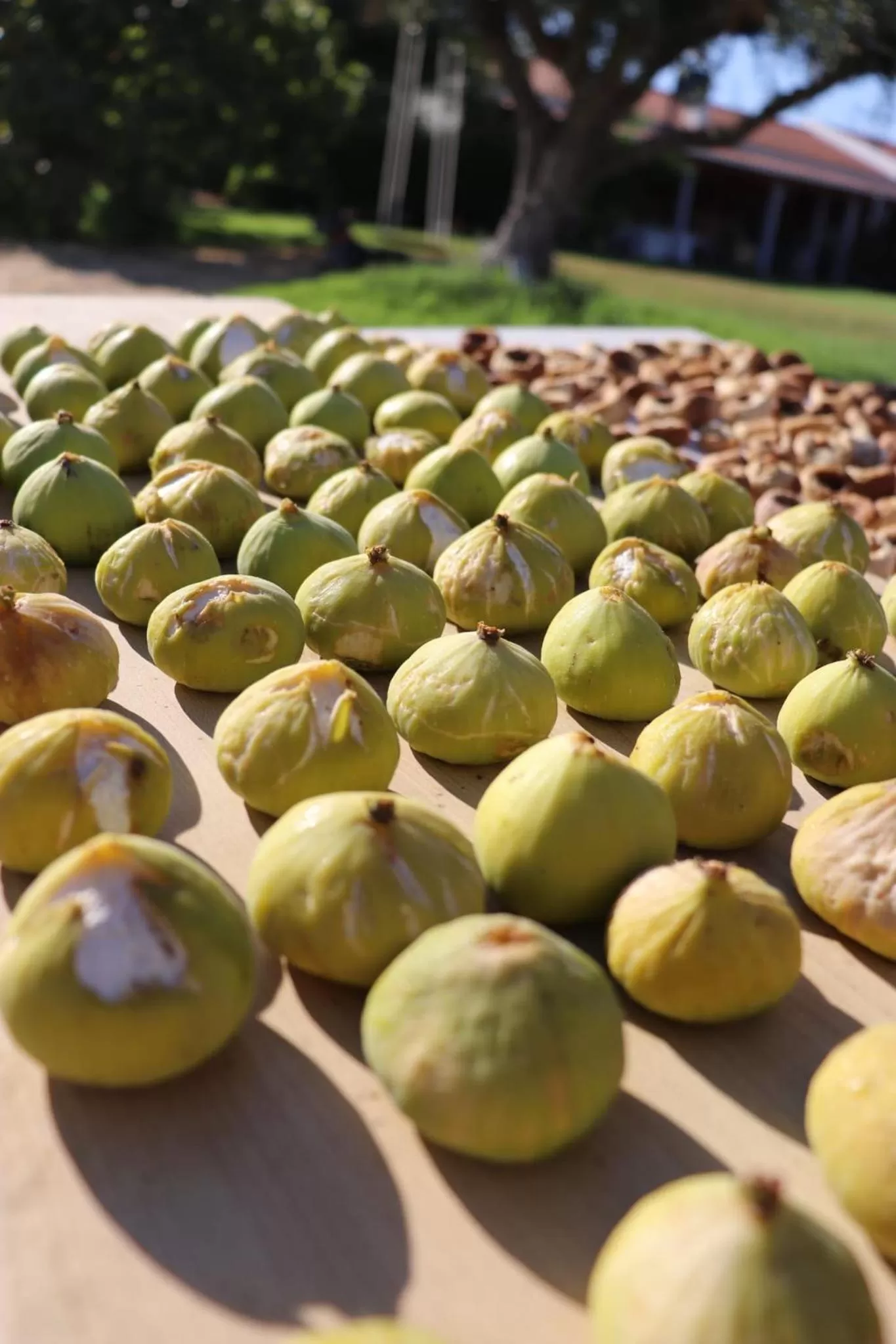 Trendy and Luxe B&B and Garden Suite