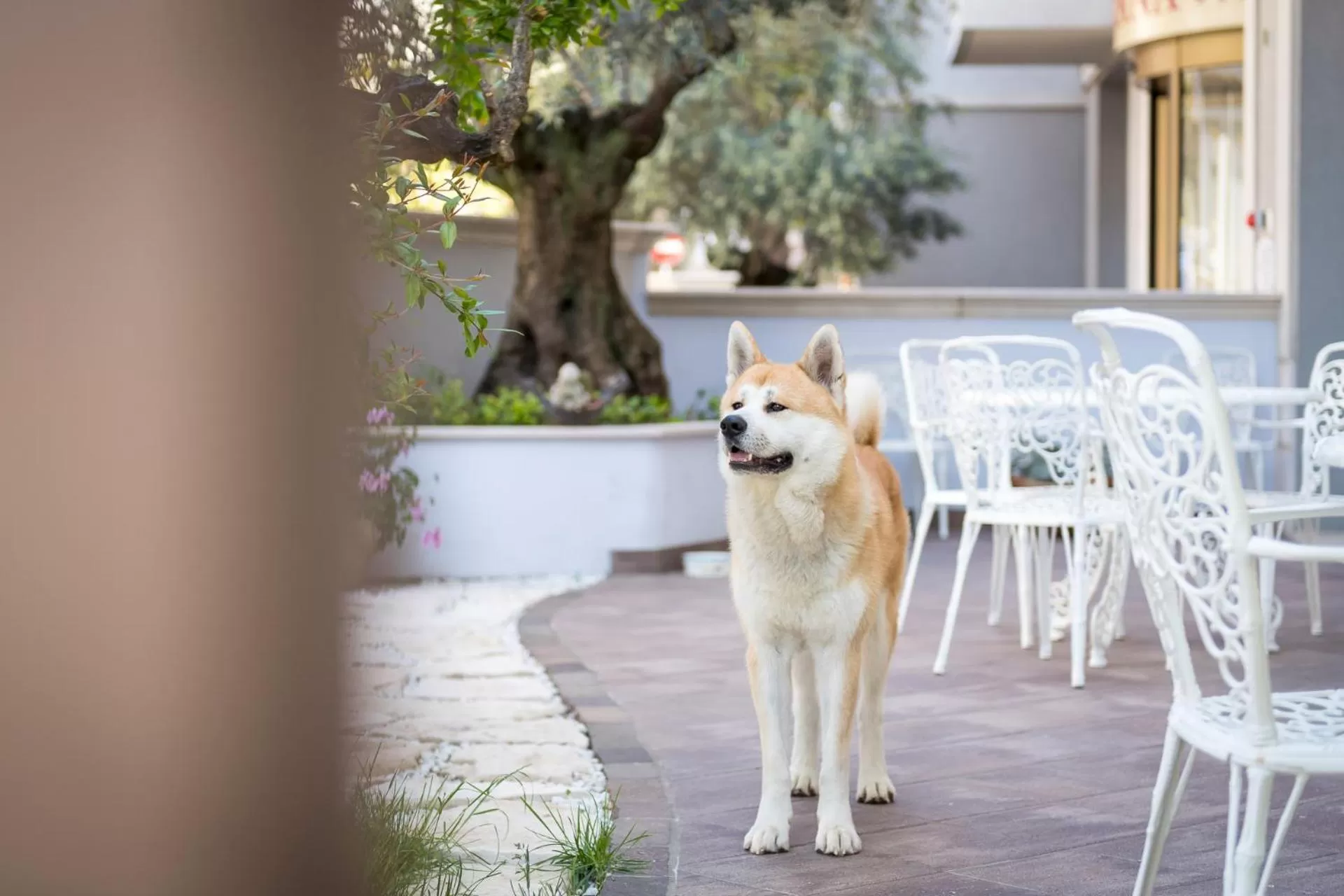Pets in Sovrana Hotel & SPA
