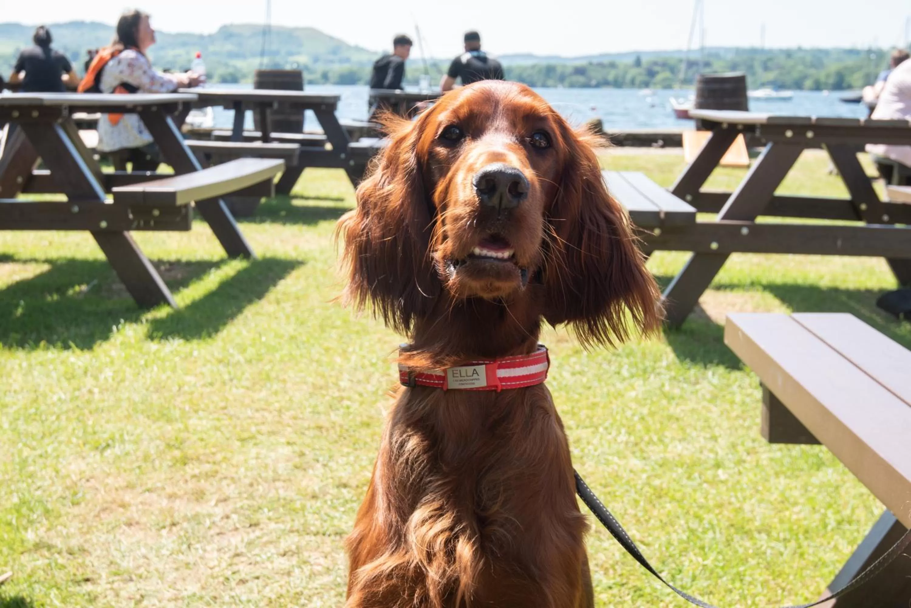 Pets in Wateredge Inn- The Inn Collection Group