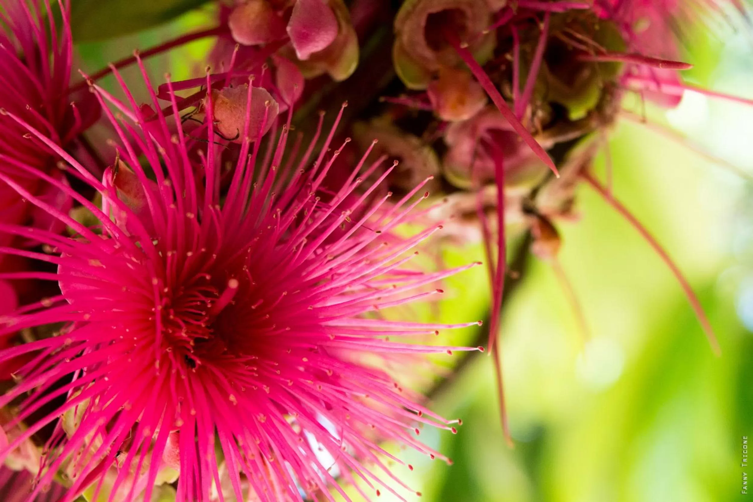 Garden in Horse Cottage