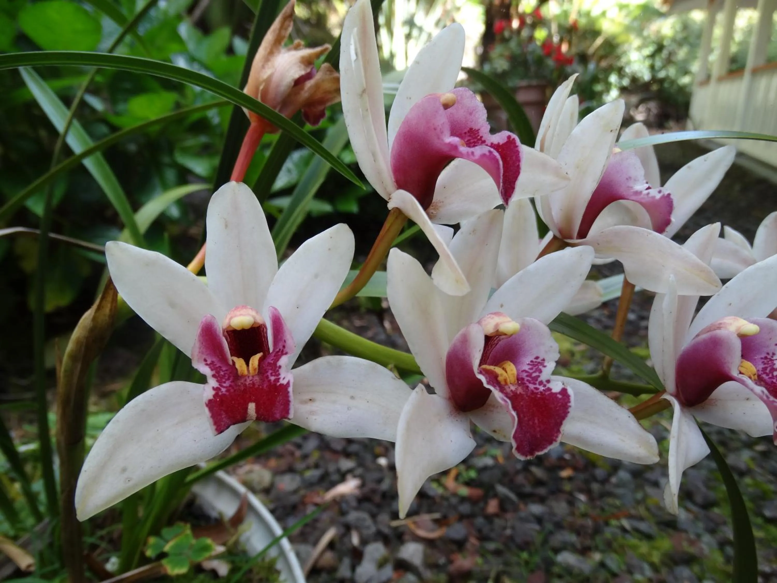 Garden in Lokahi Lodge