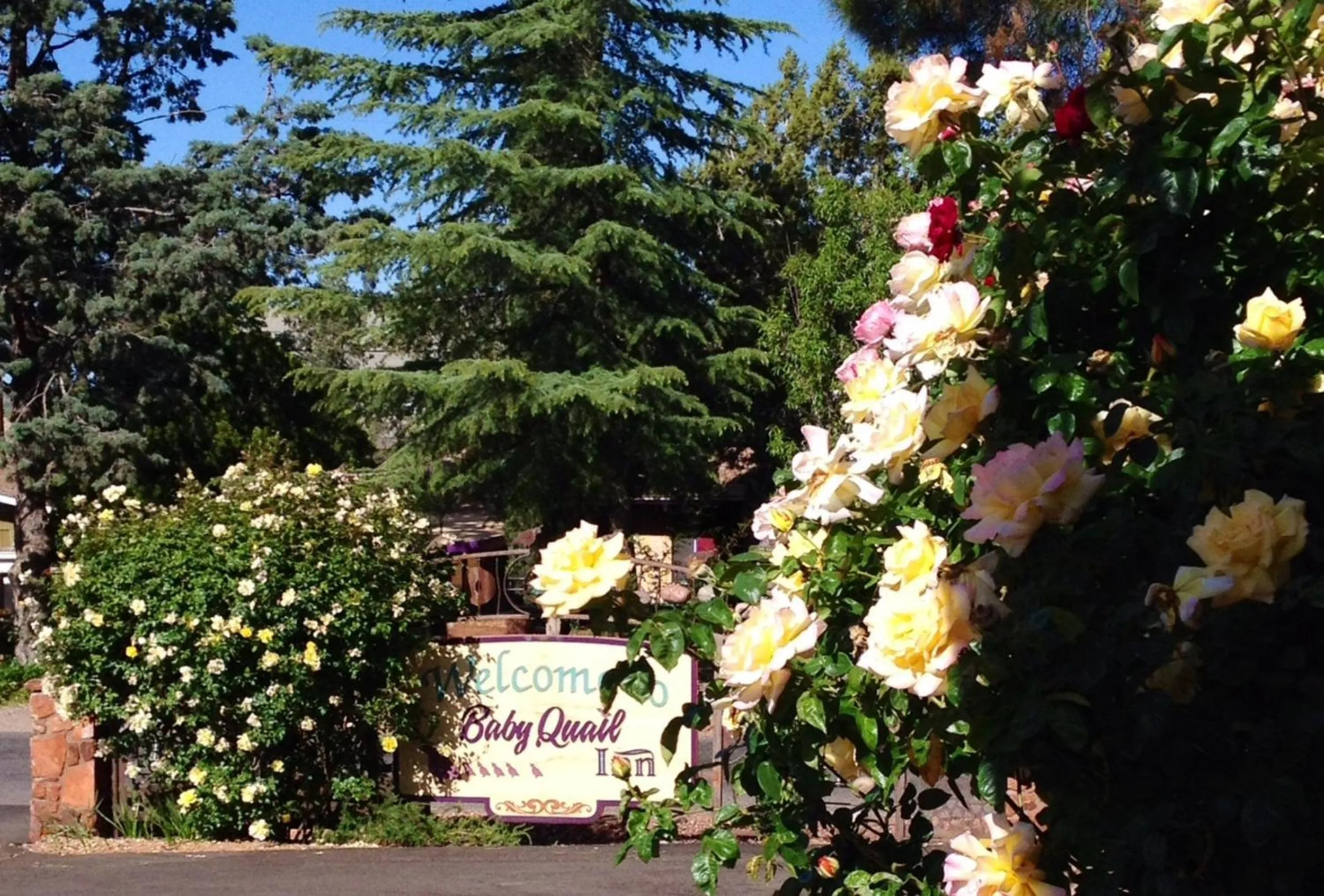 Day in Baby Quail Inn