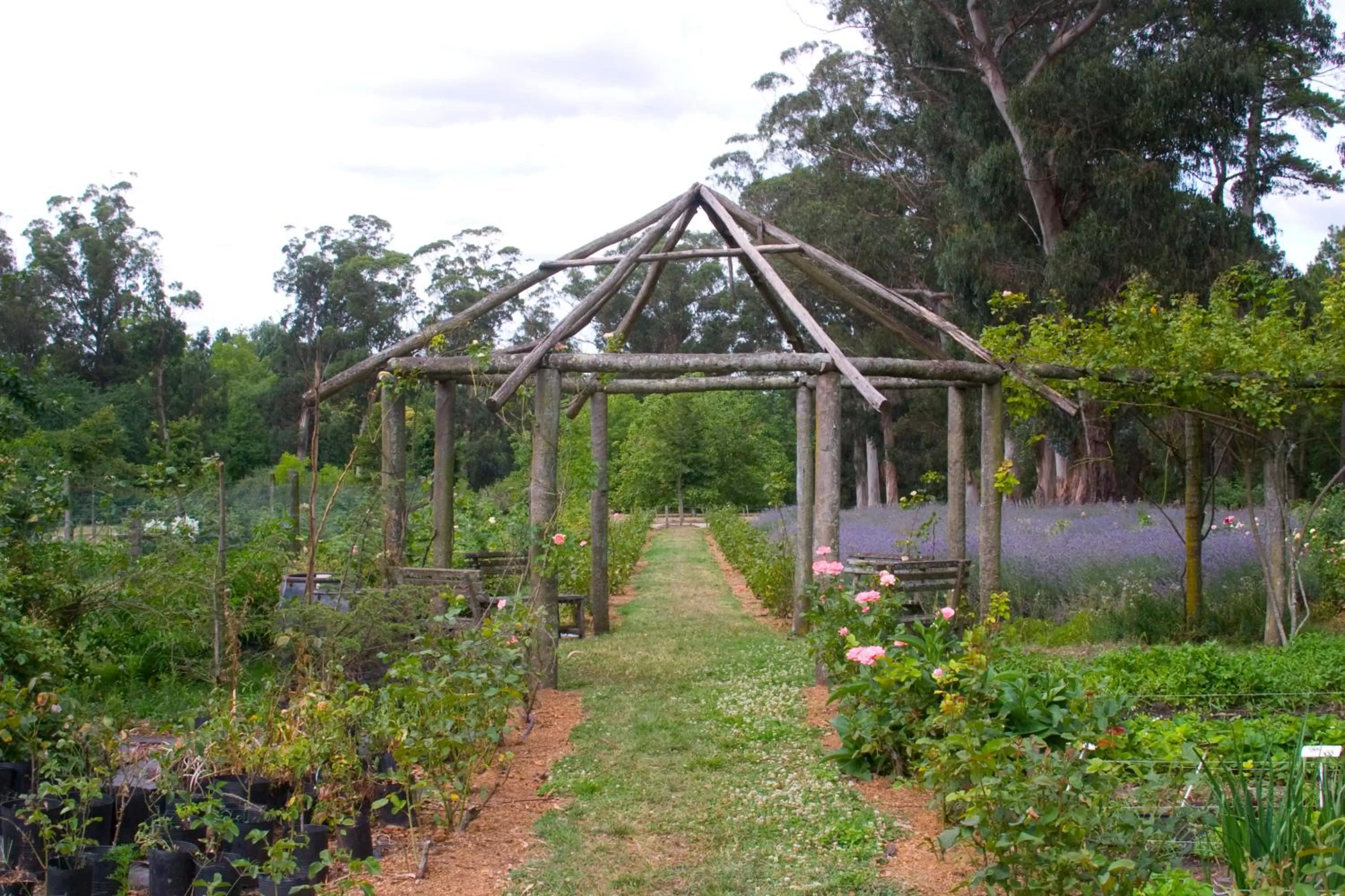 Garden in Estancia Ave María