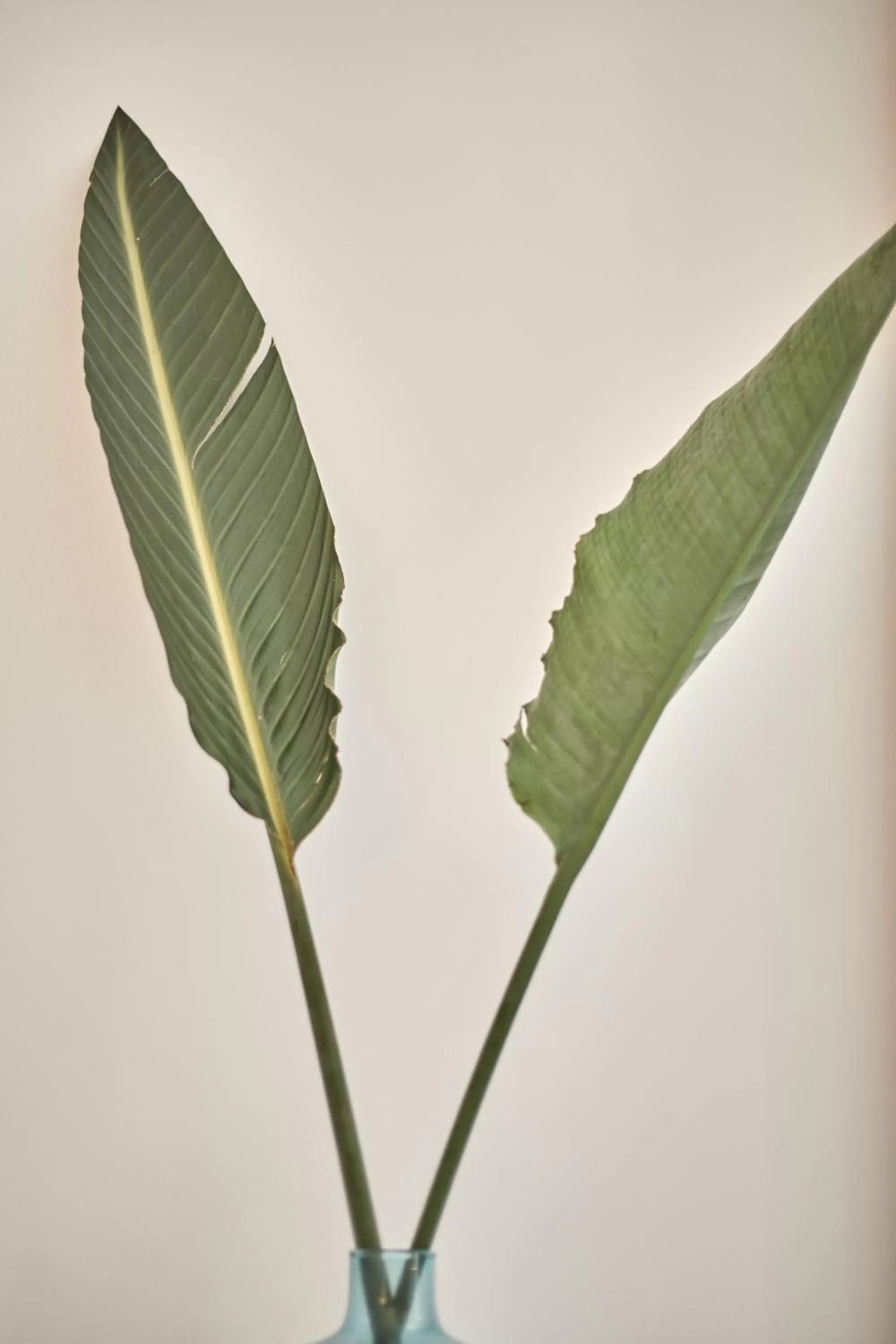 Other in Ca n'Alexandre - Adults Only