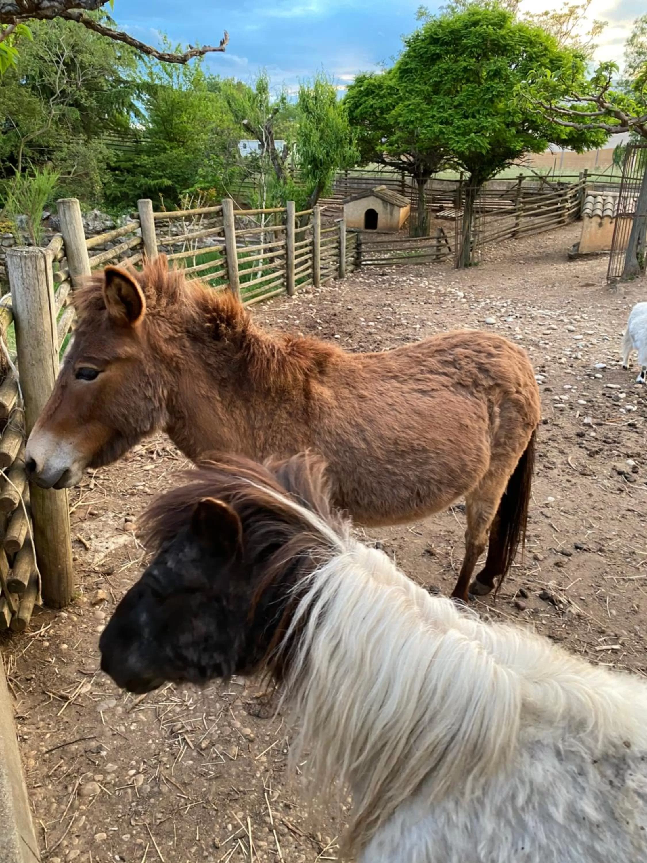 Other Animals in HOTEL NATURE LE LOFT