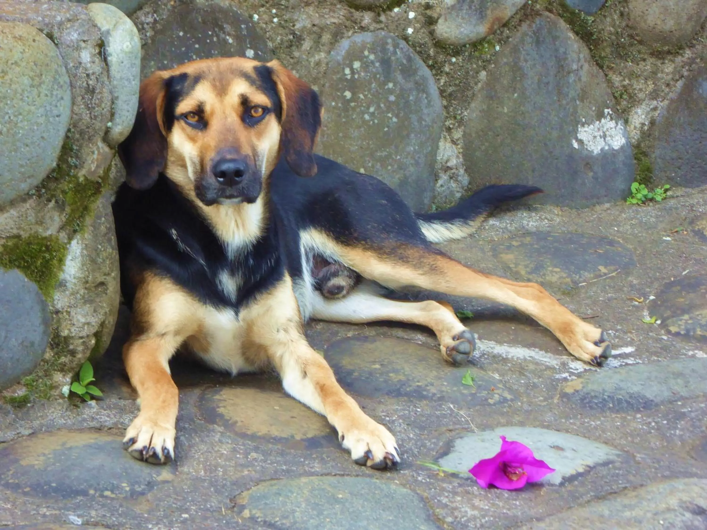 Pets in Finca El Cielo
