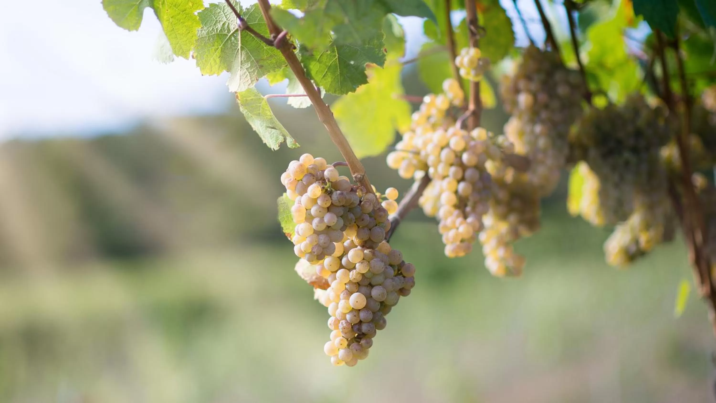 Other in Hotel Rebstock