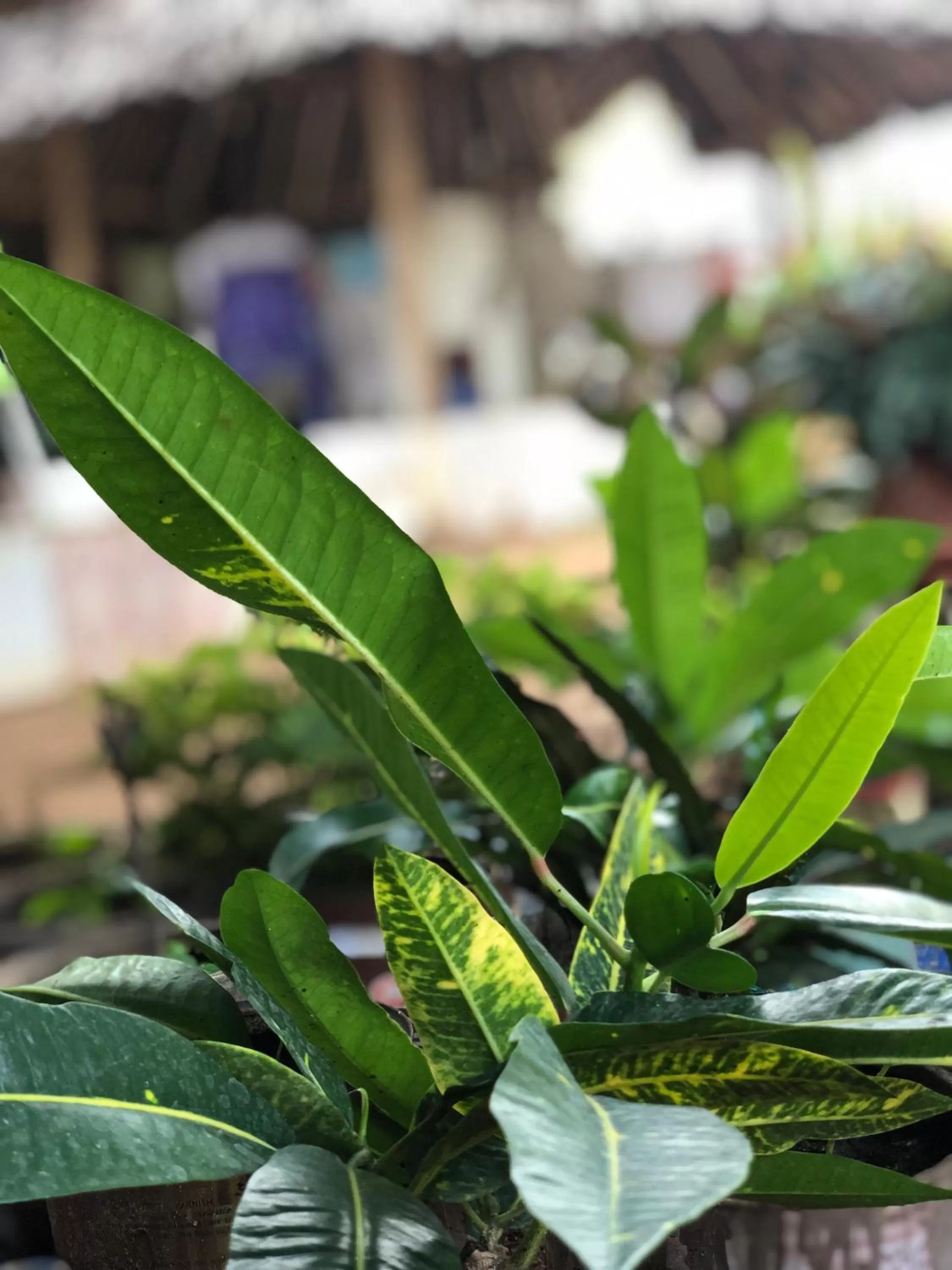 Garden view in L&J Modern Backpackers Kinondoni