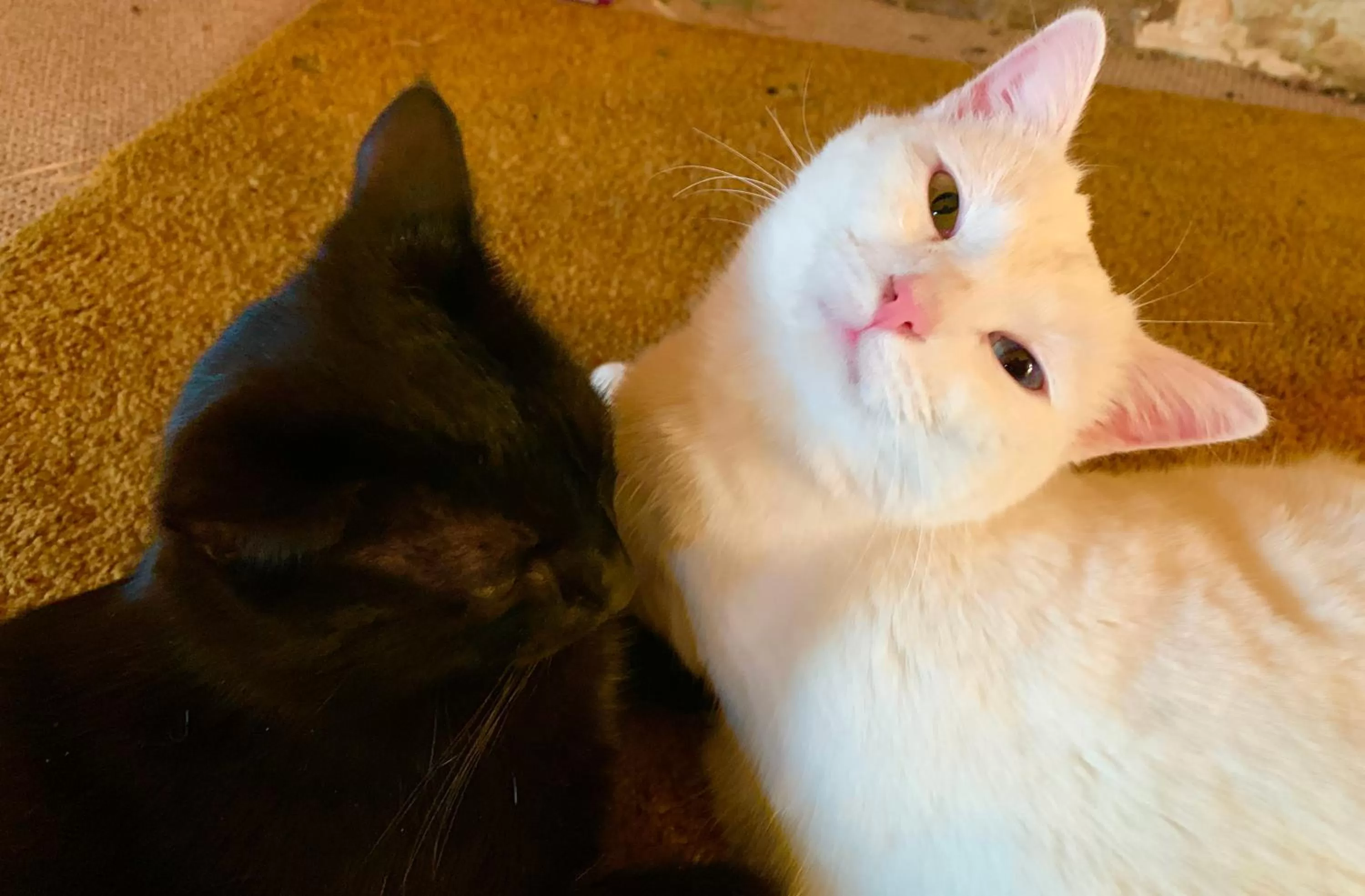 Pets in Le Bas Chesnay Chambres D'Hotes Domfront en Poiraie