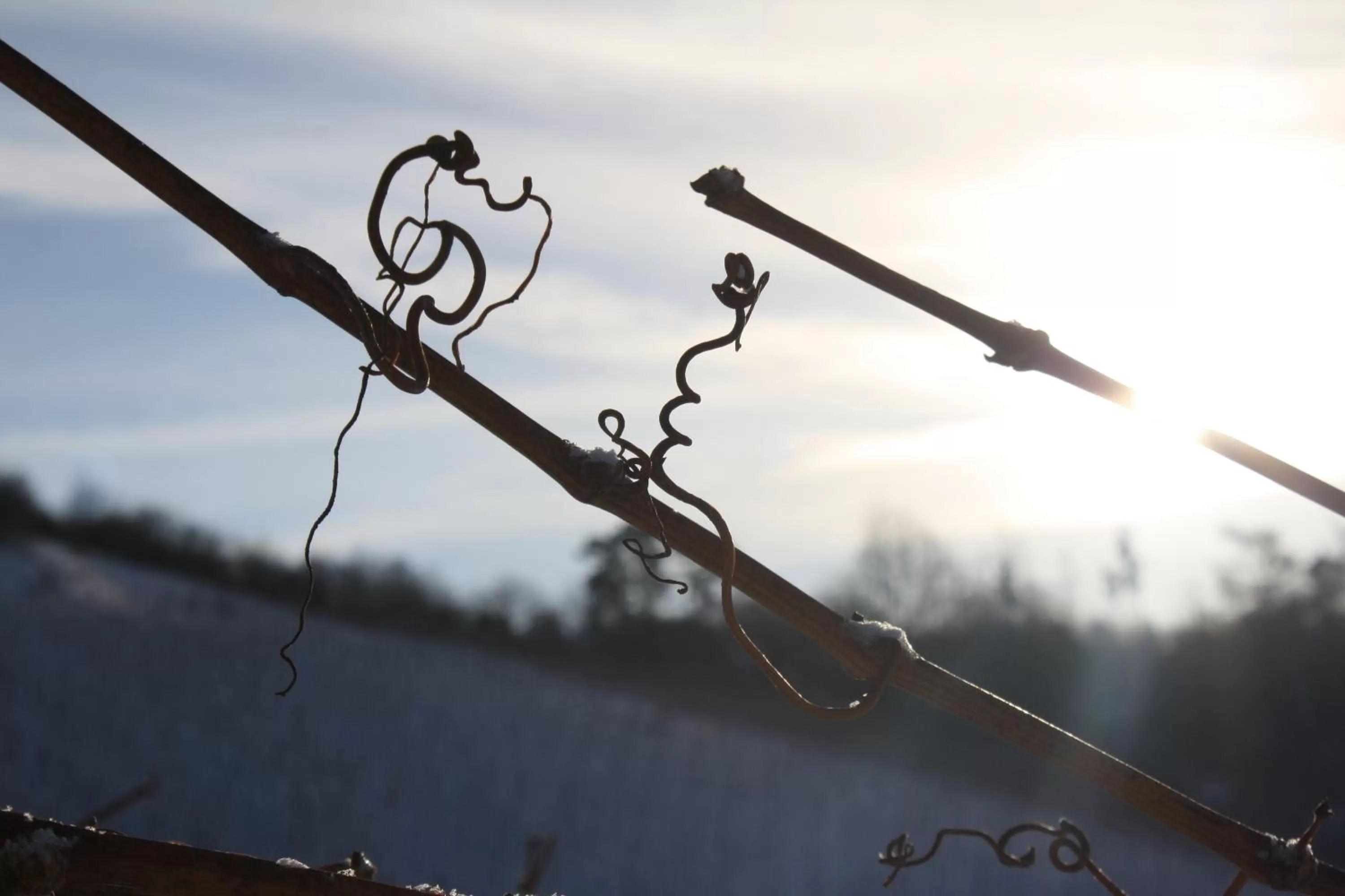 Schwarzer Adler - Hotel Garni