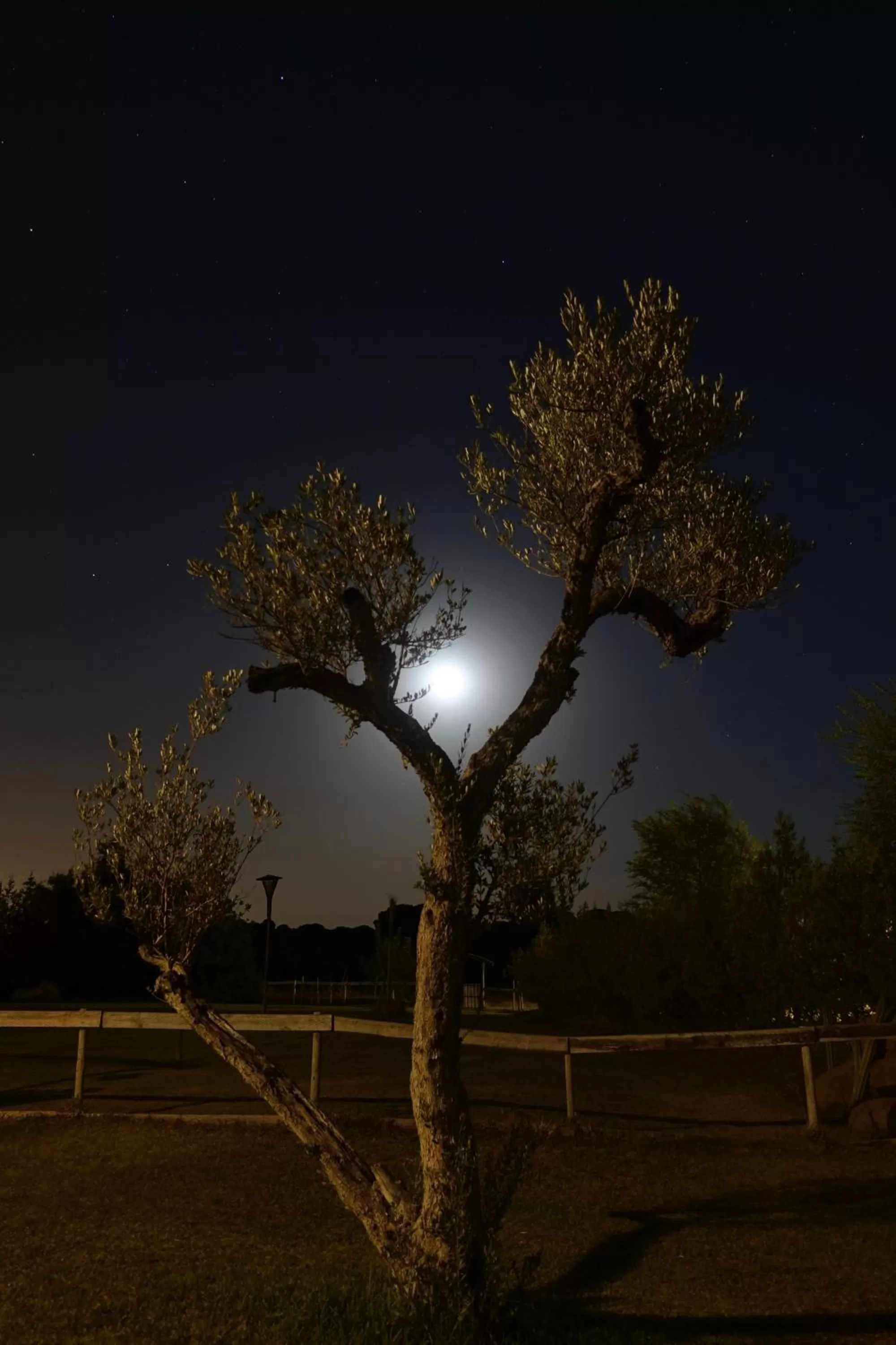 Night in Ardea Purpurea