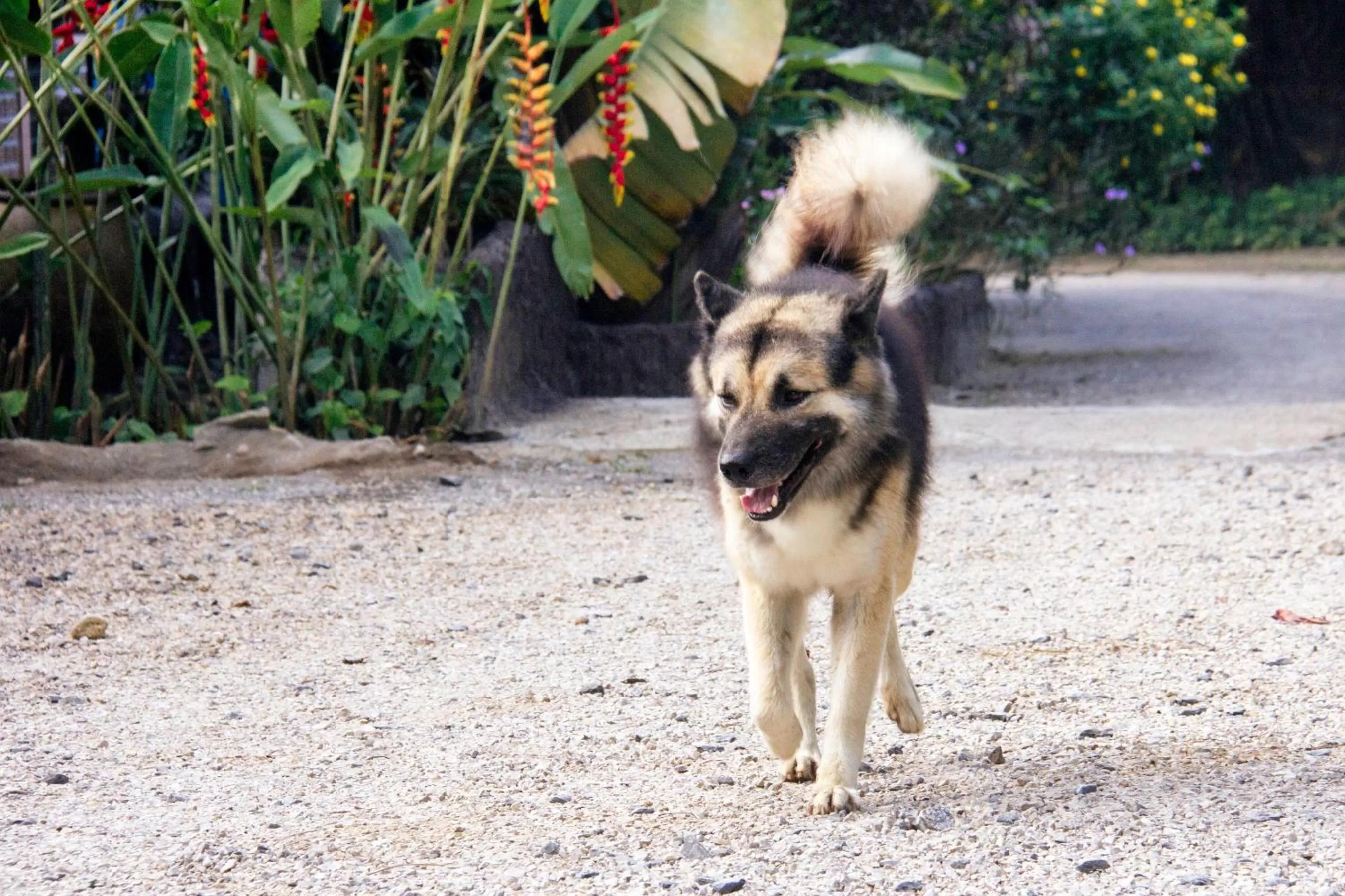 Animals in Khao Sok Palmview Resort