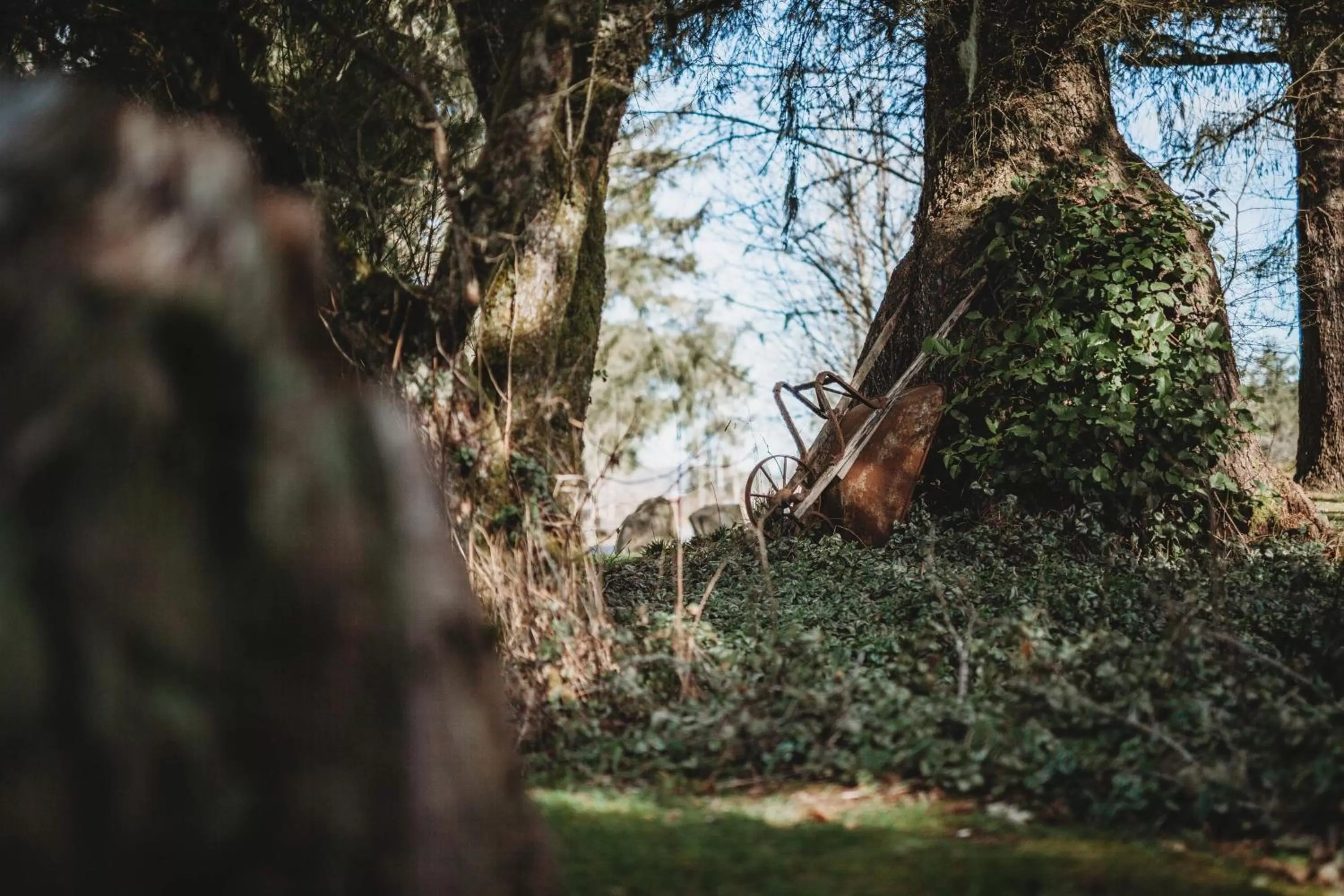 Natural landscape in Port Hardy Cabins