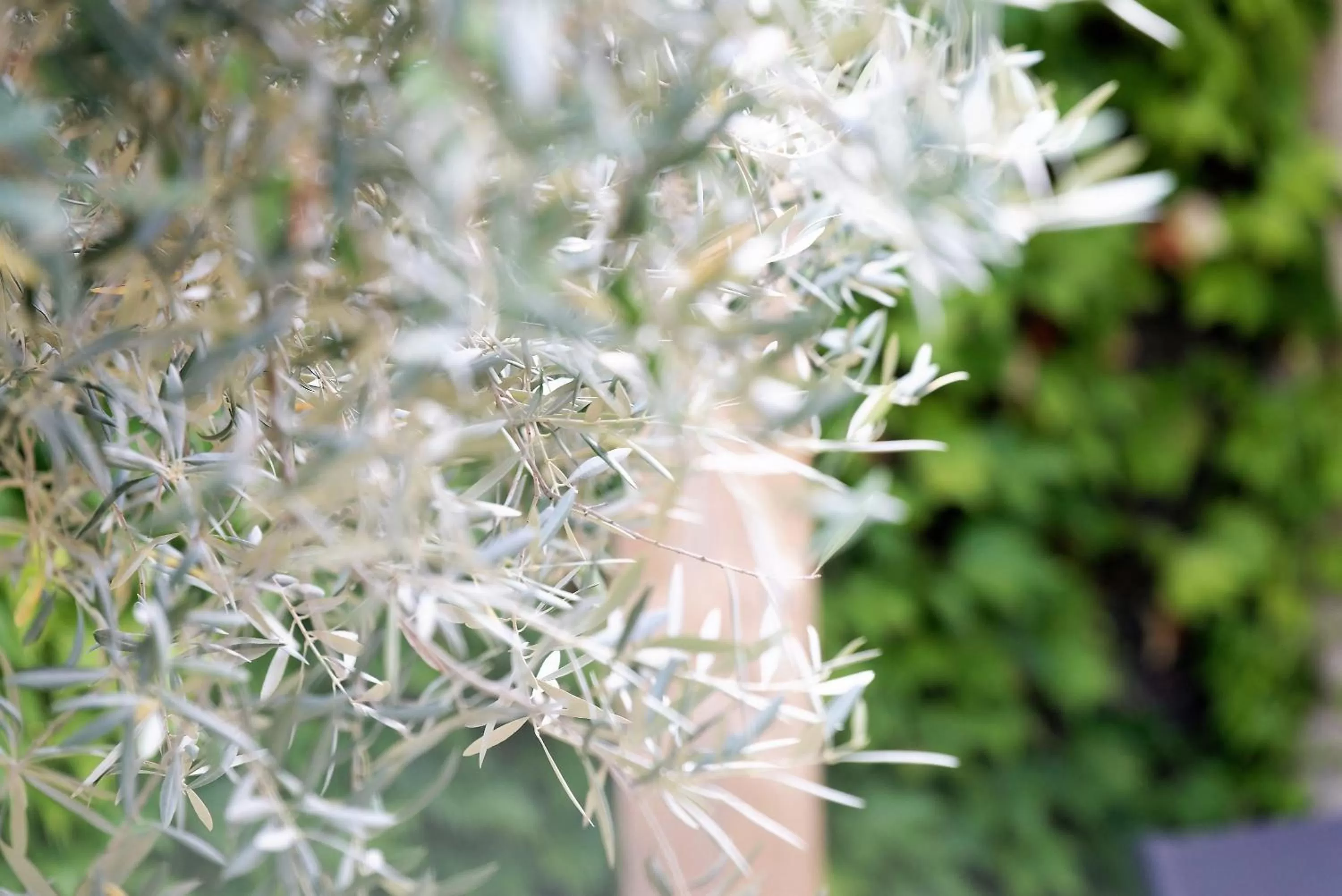 Garden in Domaine la Pierre Blanche
