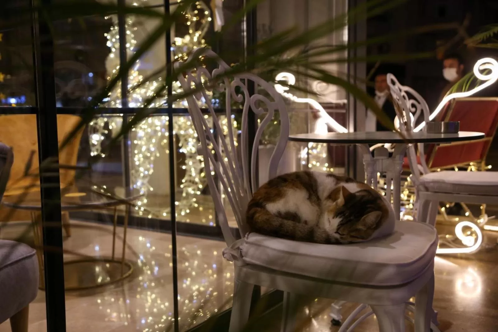 Pets in Sealife Lounge - Adult only