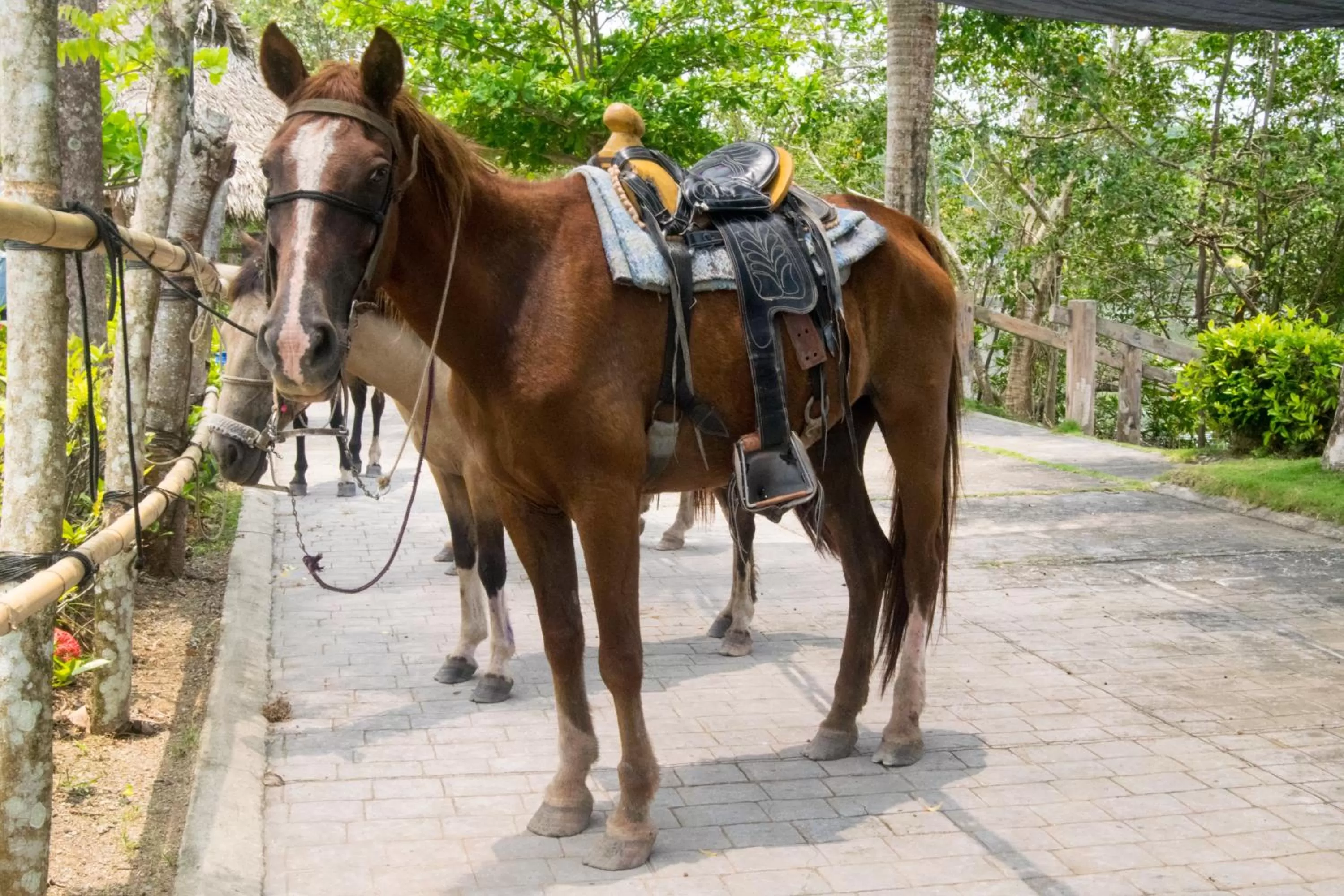 Horse-riding in Amatique Bay Hotel