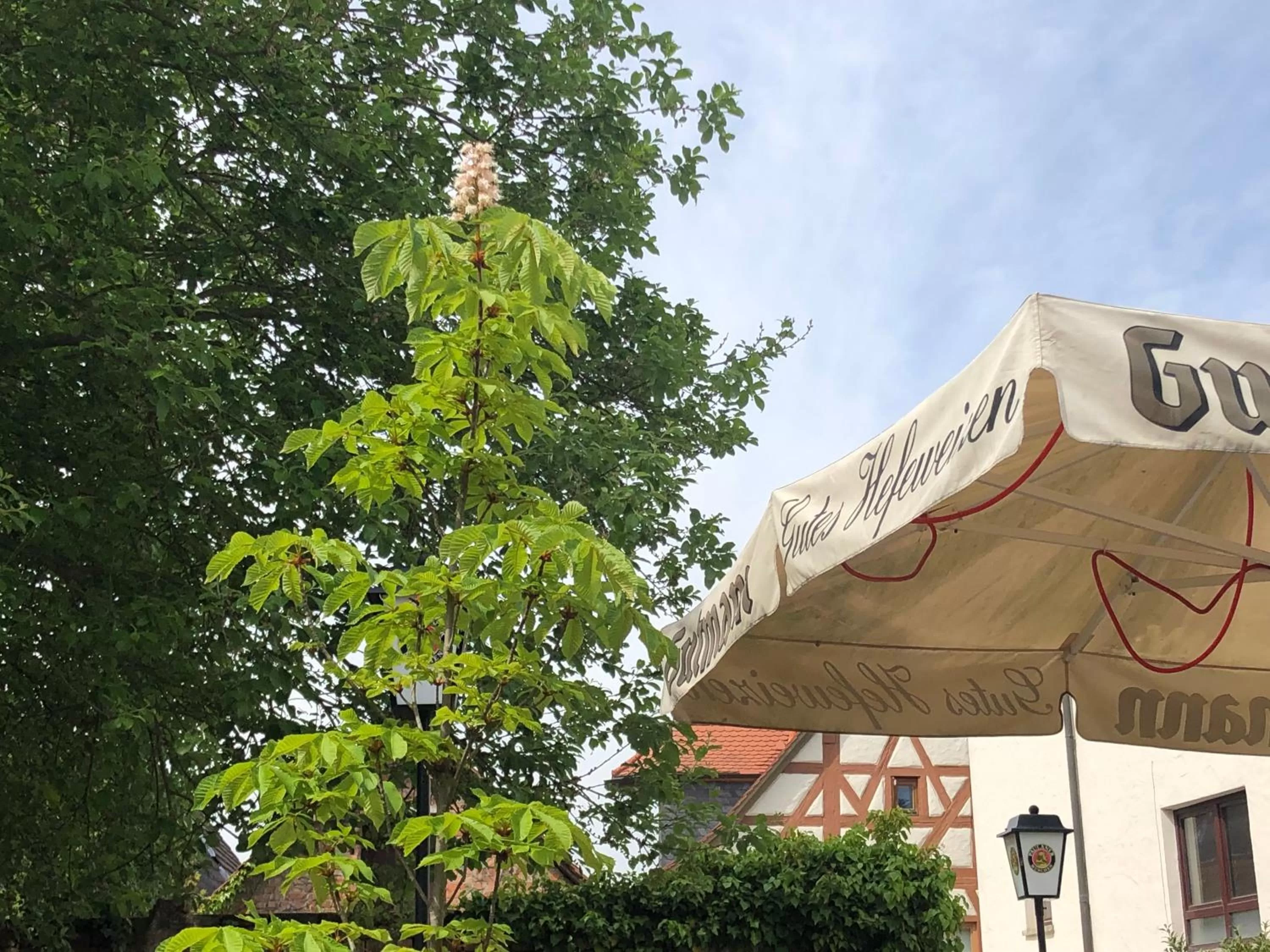 Hotel Zum Kastanienbaum