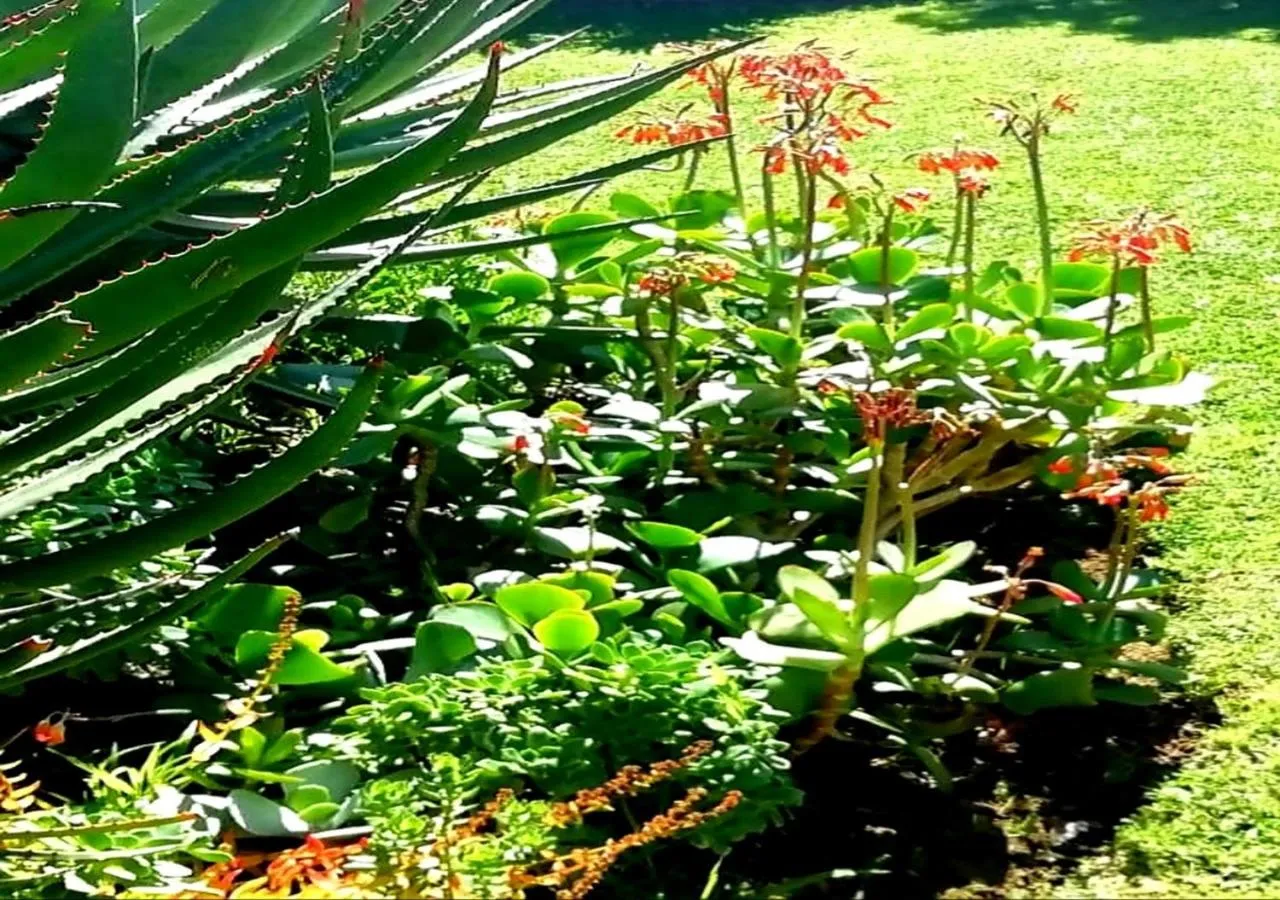Garden in De Wingerd Wijnland Lodge