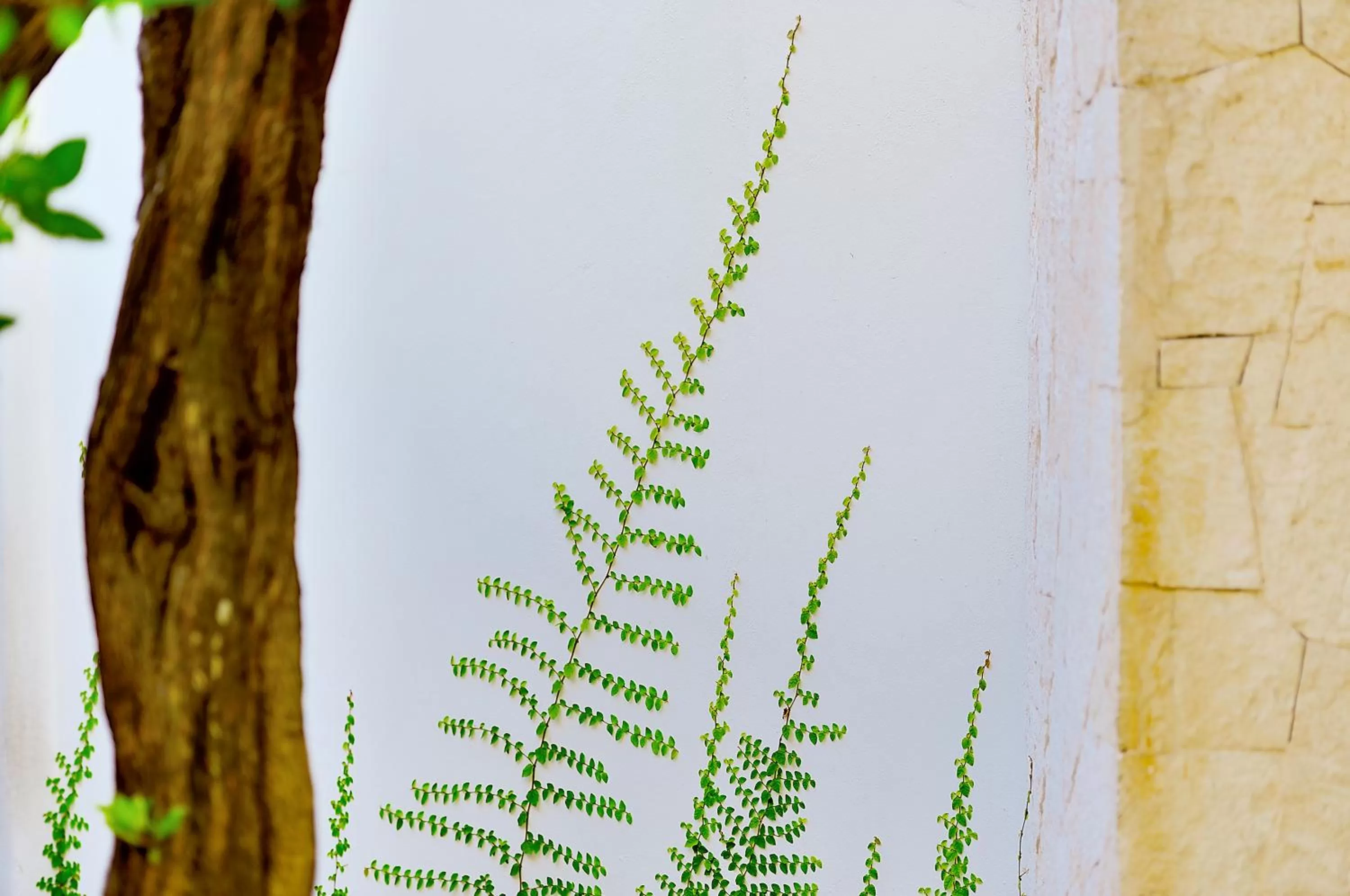 Garden in Tago Tulum by G Hotels