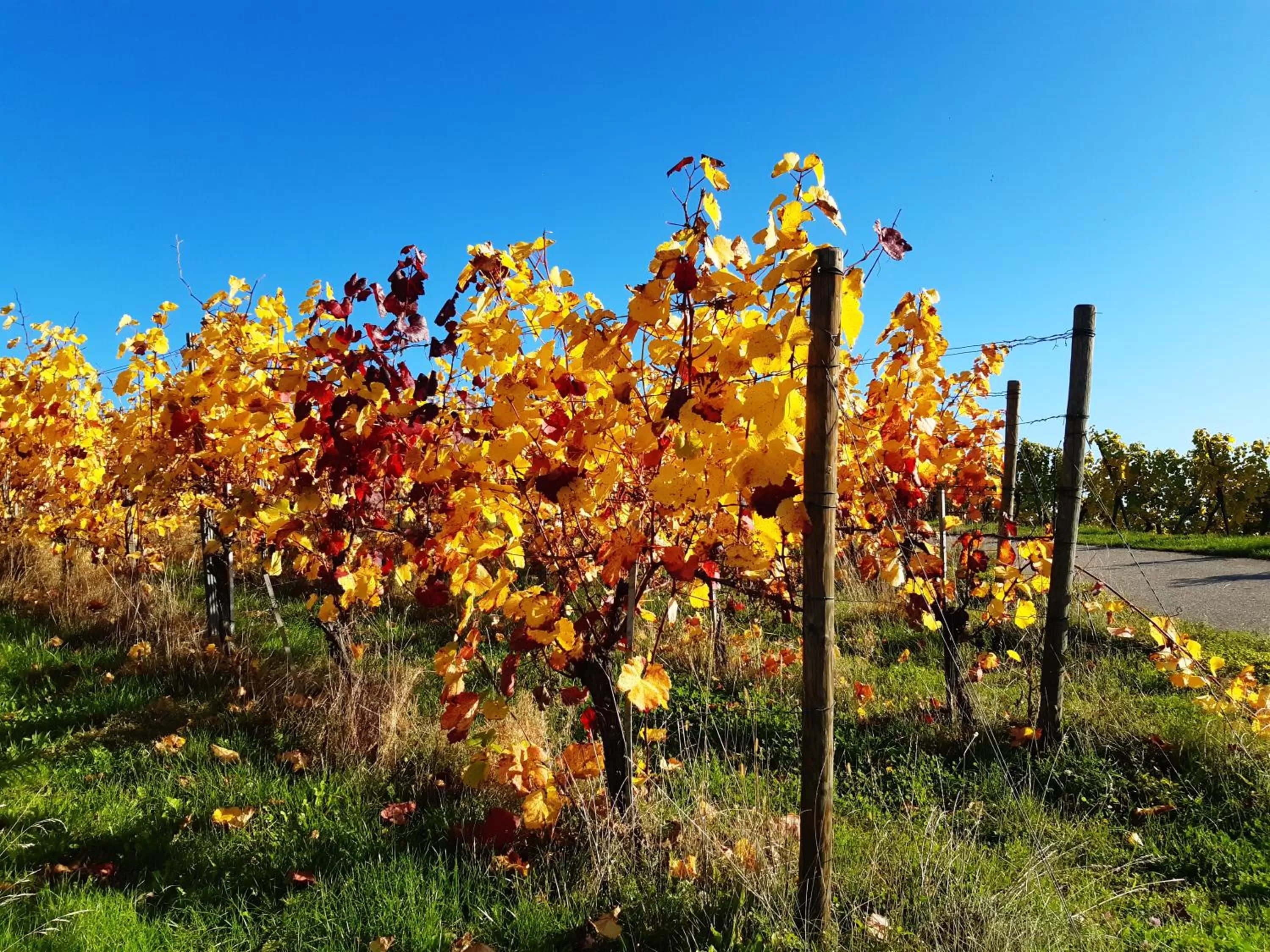 Natural landscape in Remstal Hotel
