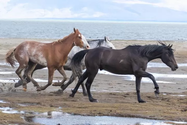 Other Animals in Hostería El Galpón Del Glaciar