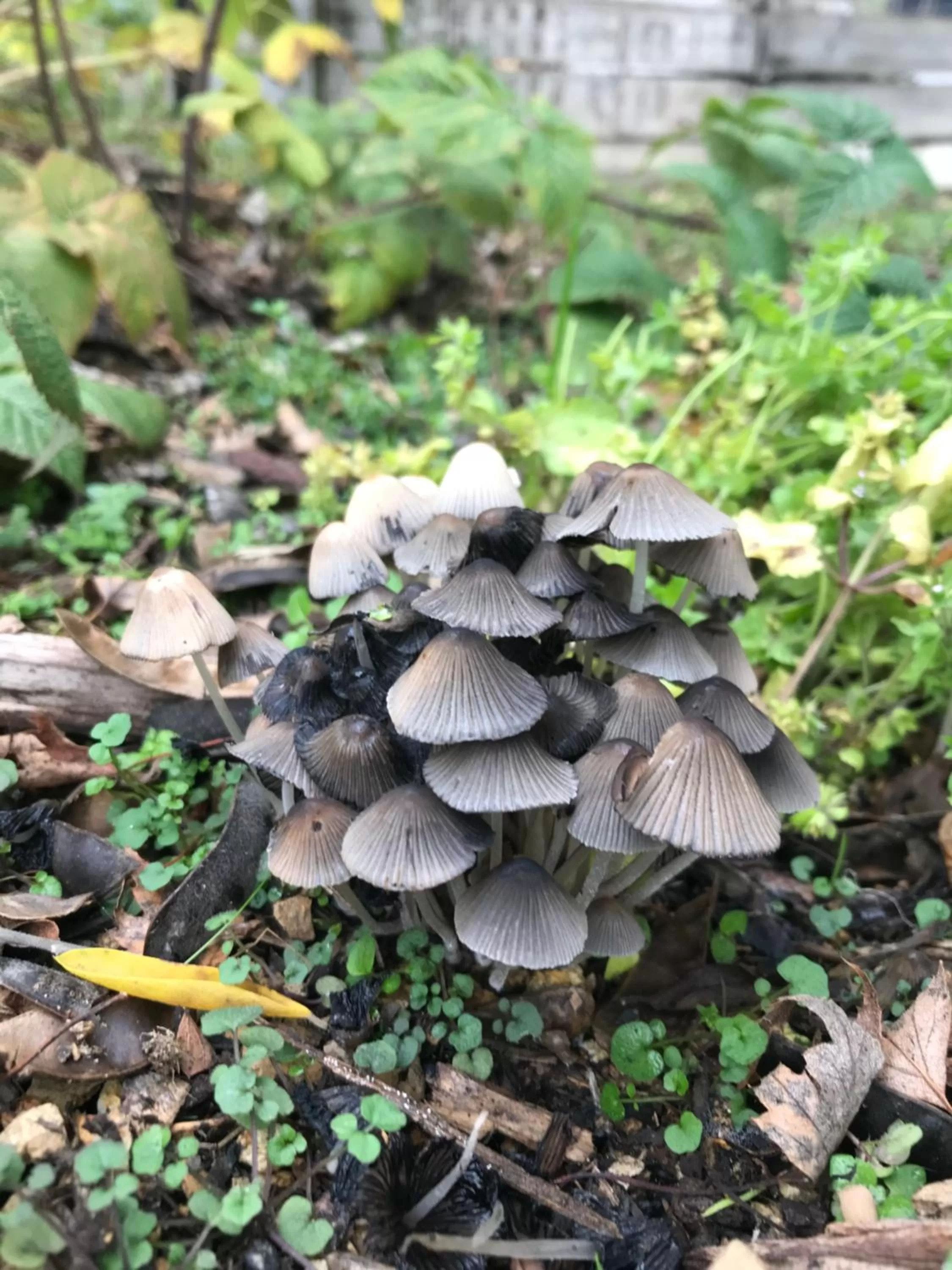 Hillside Bed and Breakfast