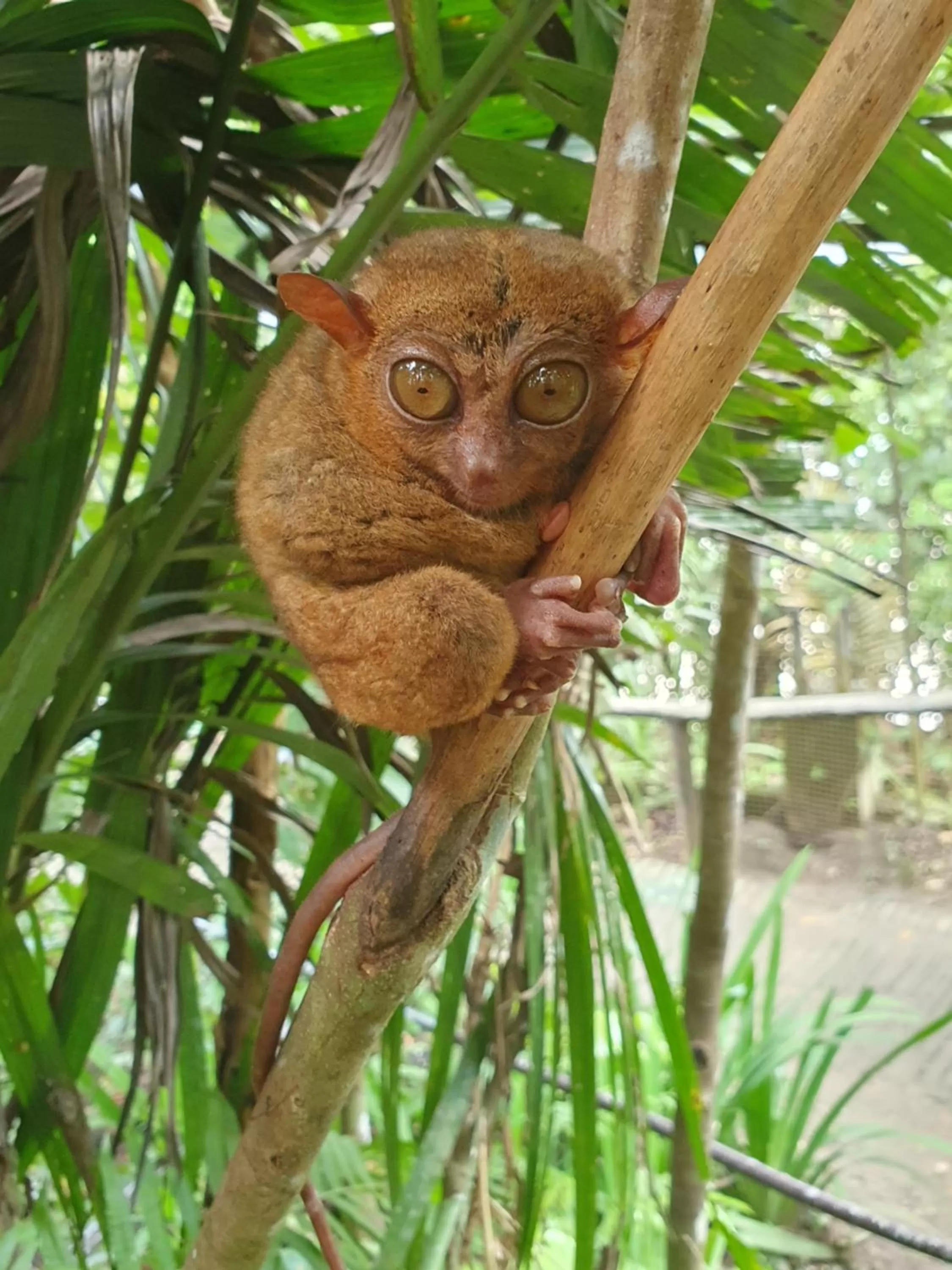 Animals in Sapphire Boutique Resort