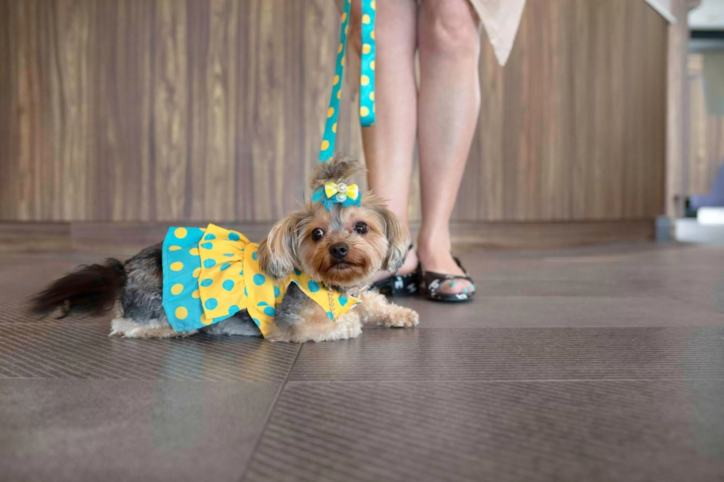 Pets in Tru By Hilton Toronto Airport West