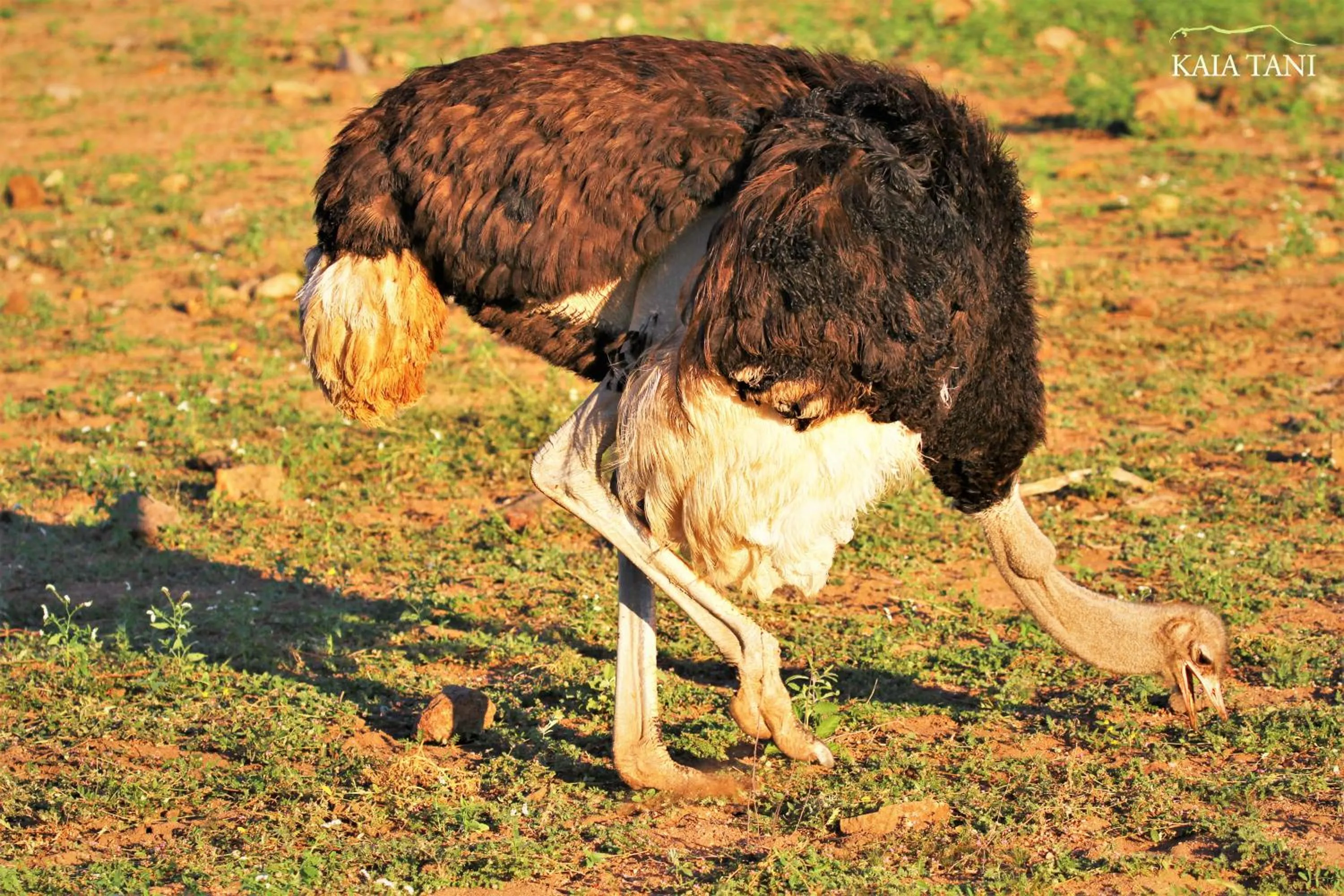 Animals in Kaia Tani Exclusive Guesthouse