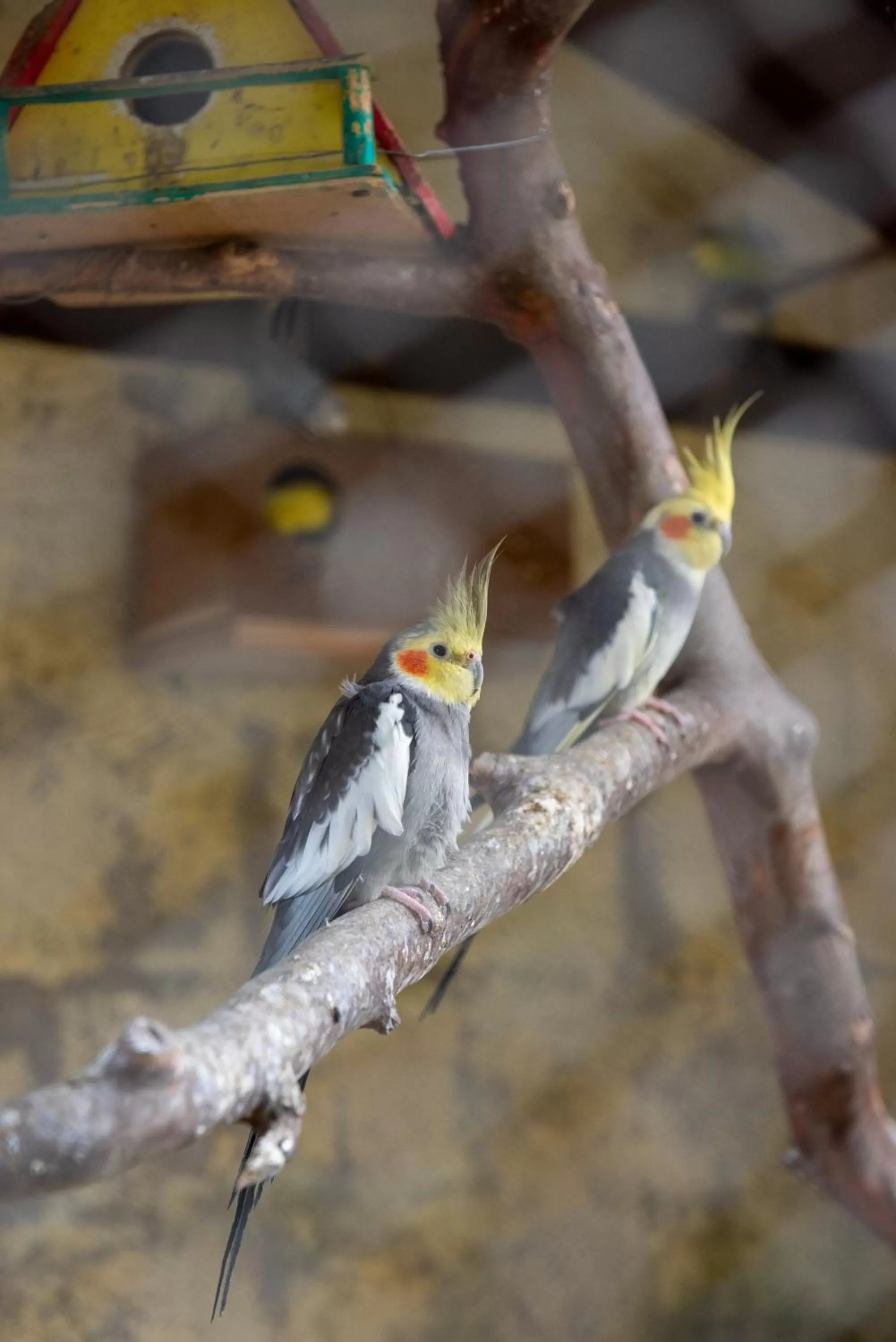 Animals in Hotel Mount Everest