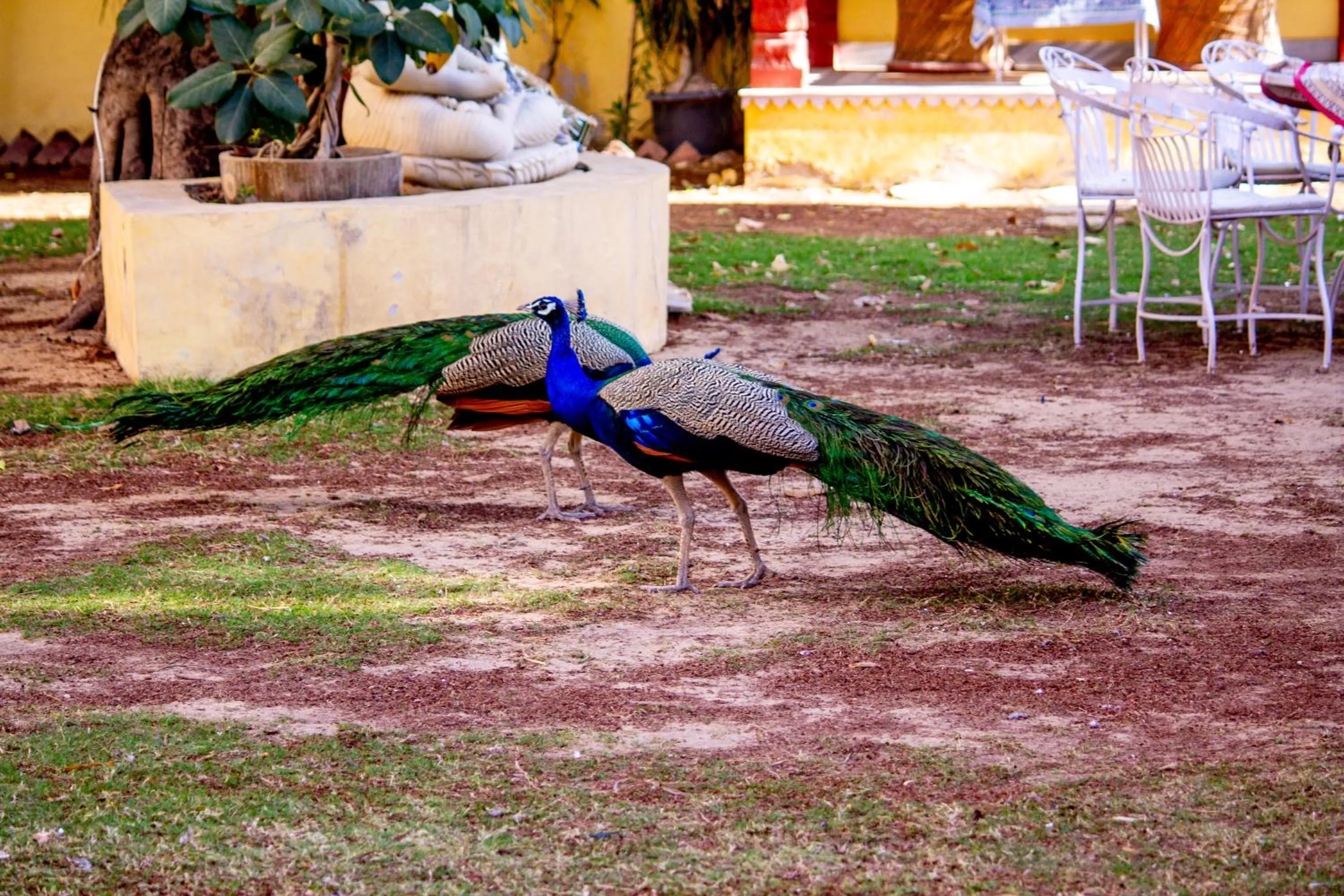 Animals in Anuraag Villa