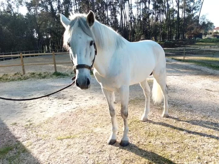 Coudelaria Residence