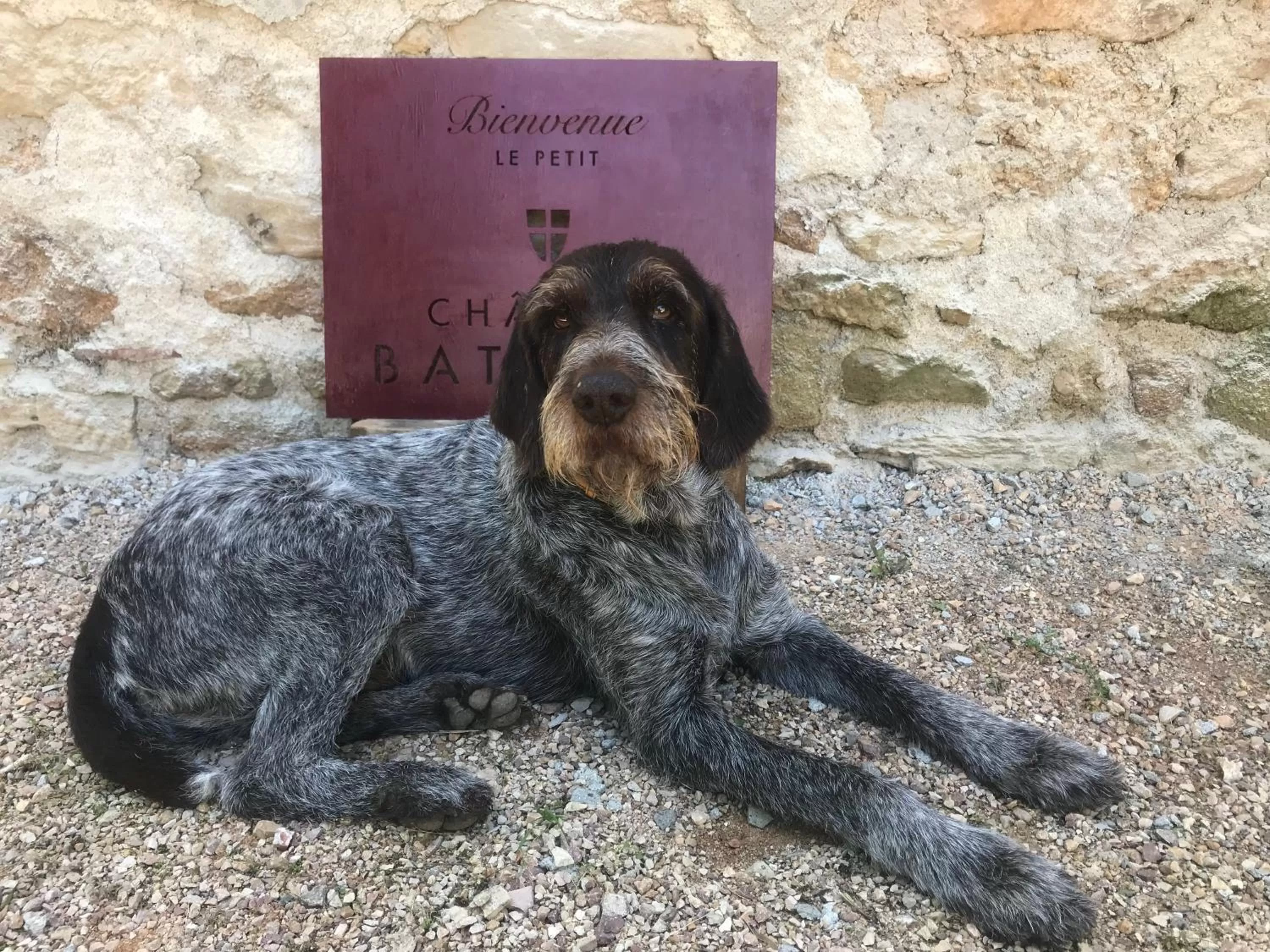 Pets in Château de Bataillé