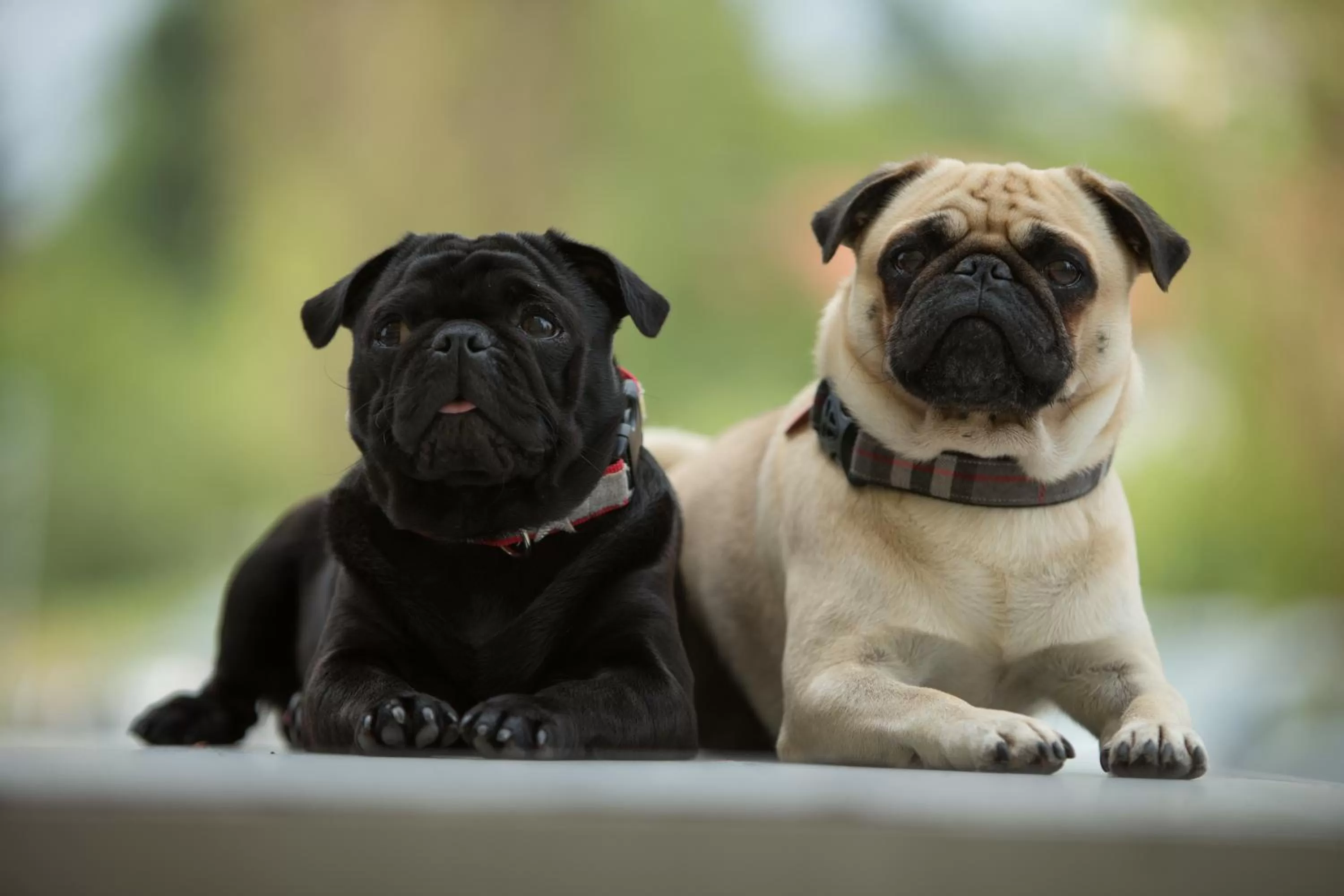 Pets in Hotel Liebmann