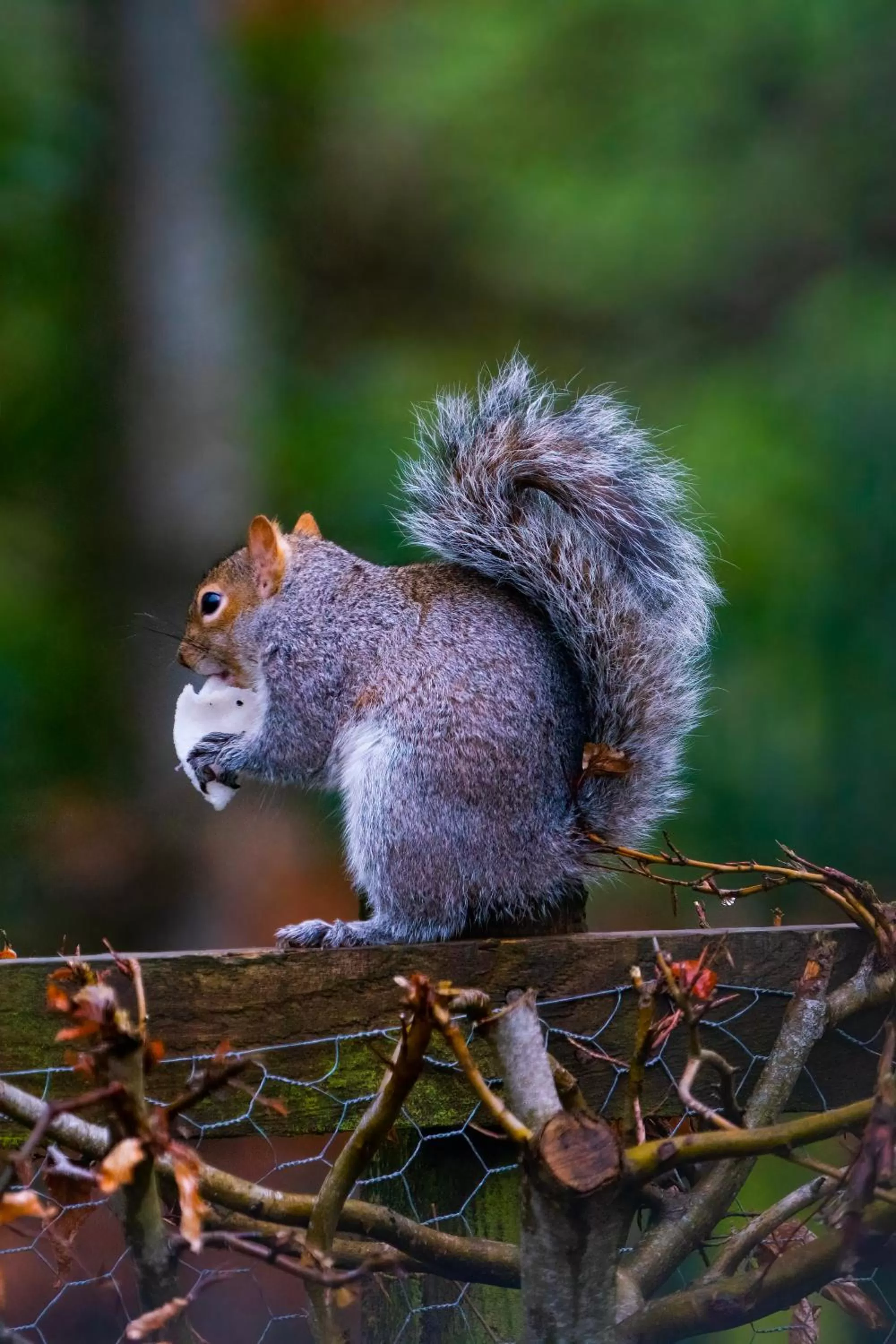 Animals in Retreat at The Knowe Auchincruive Estate