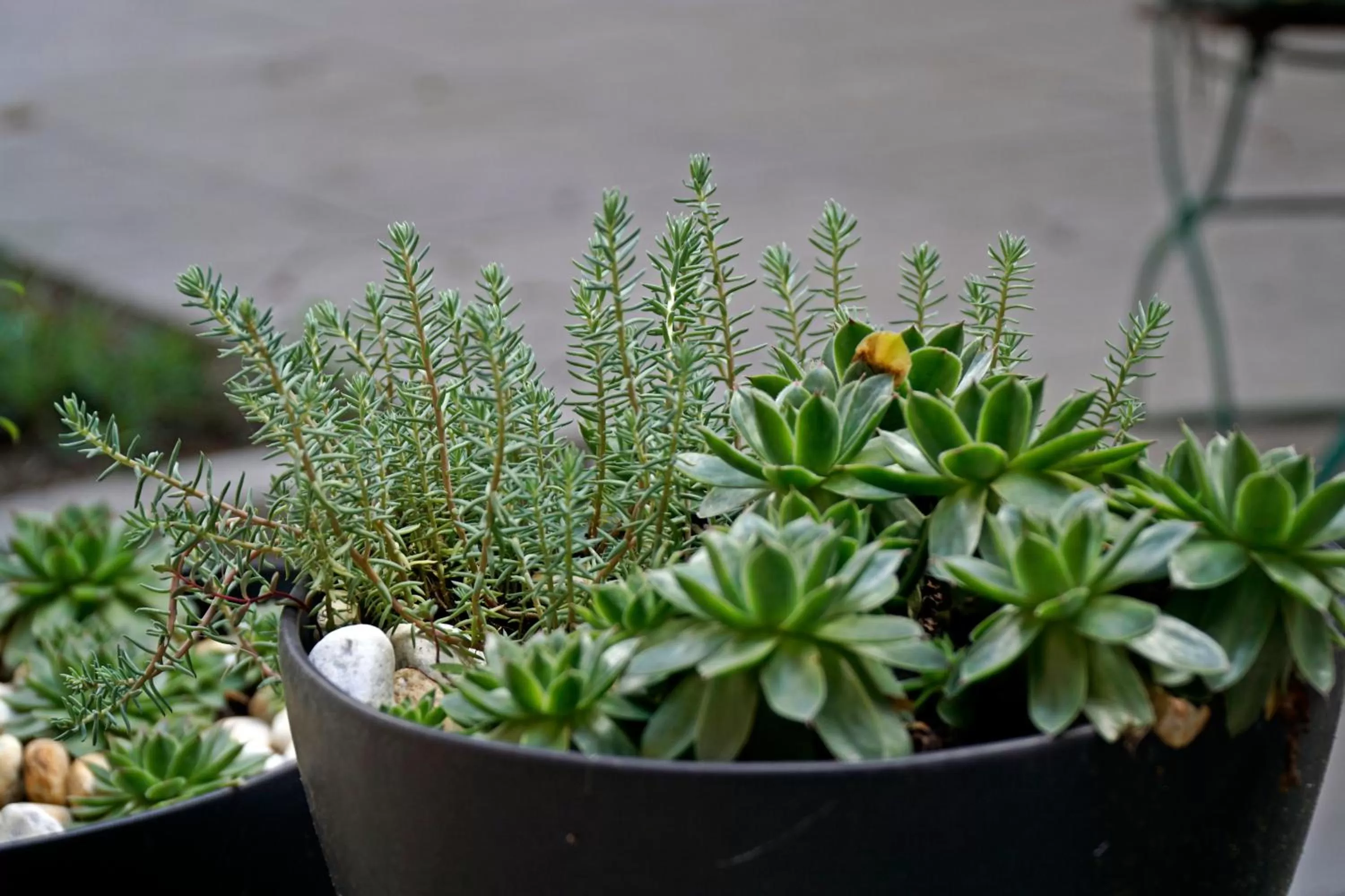 Garden in Margaréta Garden & SPA