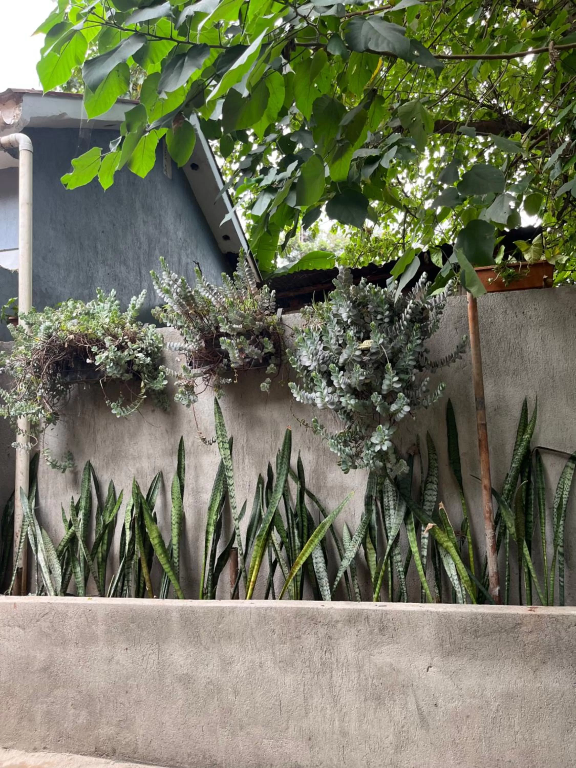 Garden view in 30 Wilson